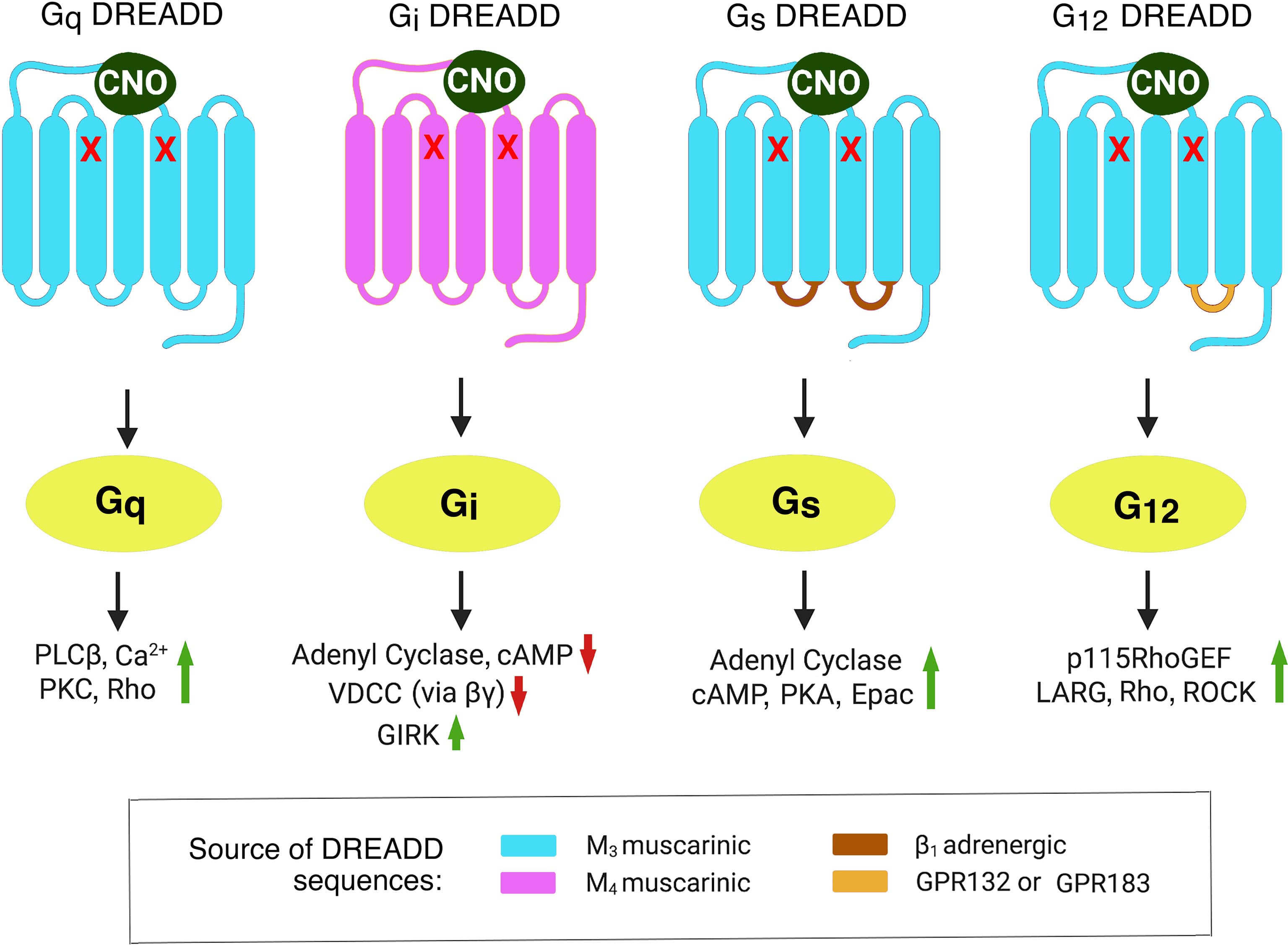 Yeast mating factor signaling, Frontiers | Designer GPCRs as Novel Tools to Identify Metabolically Important Signaling Pathways