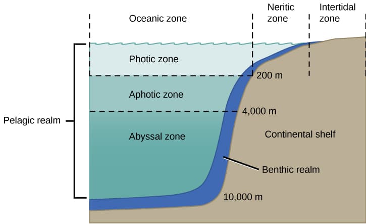 Zones of the pelagic realm, Aquatic and Marine Biomes · Concepts of Biology