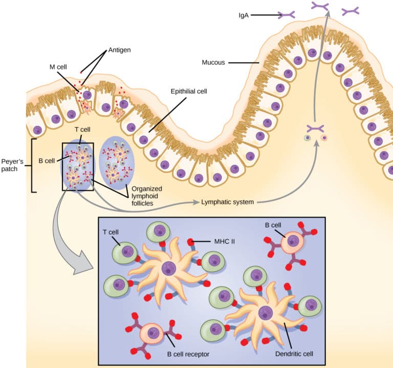 Challenges of mucosal immune system, Mucosal Surfaces and Immune Tolerance | Biology for Majors II