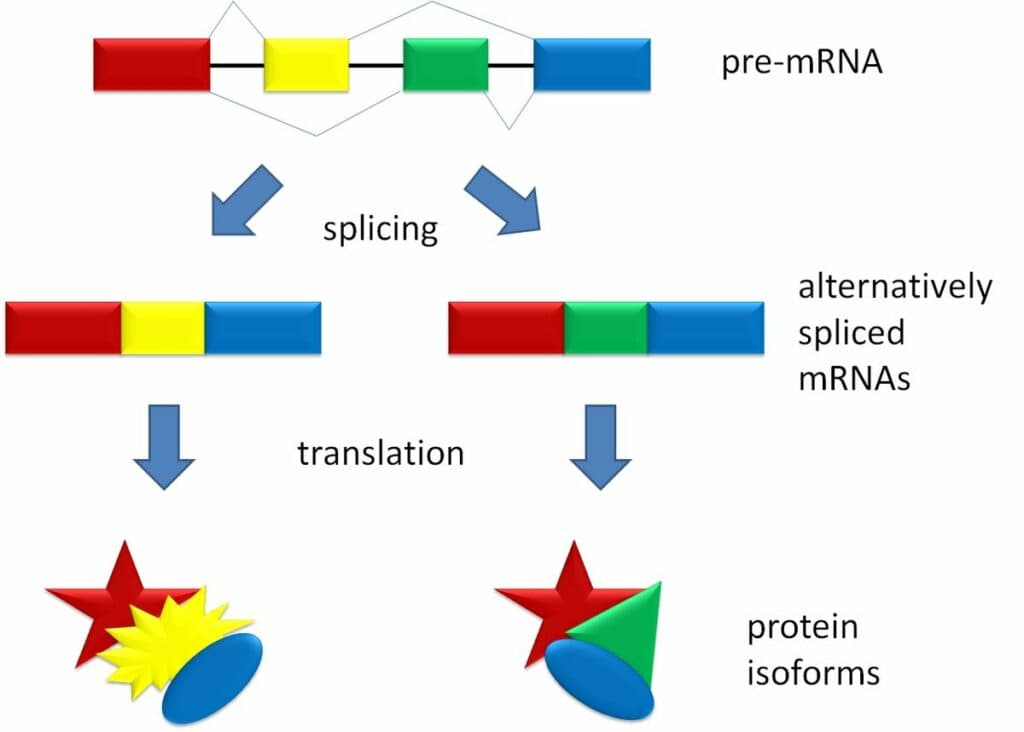 Steps of eukaryotic mRNA processing, Eukaryotic Transcription gene regulation – Understanding Gene Regulation and Gene expression