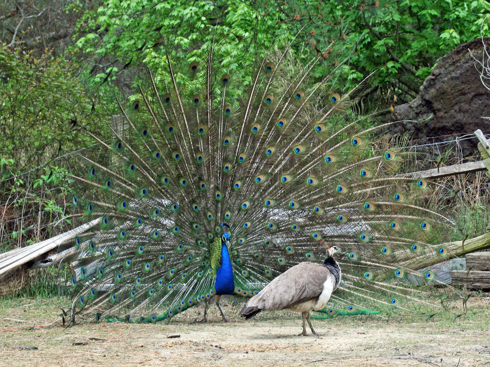 Fitness as reproductive success, What is Sexual Selection? – Introductory Biology: Evolutionary and Ecological Perspectives