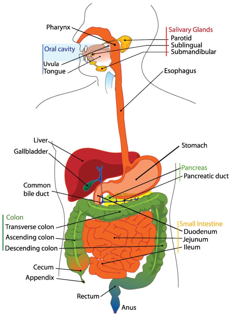 Structure and function of the gastrointestinal system from ingestion to elimination, Overview of the Digestive System | Boundless Anatomy and Physiology