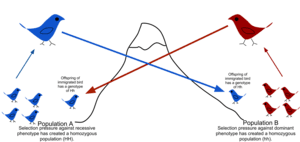 Concept of gene flow, Gene flow - Wikipedia