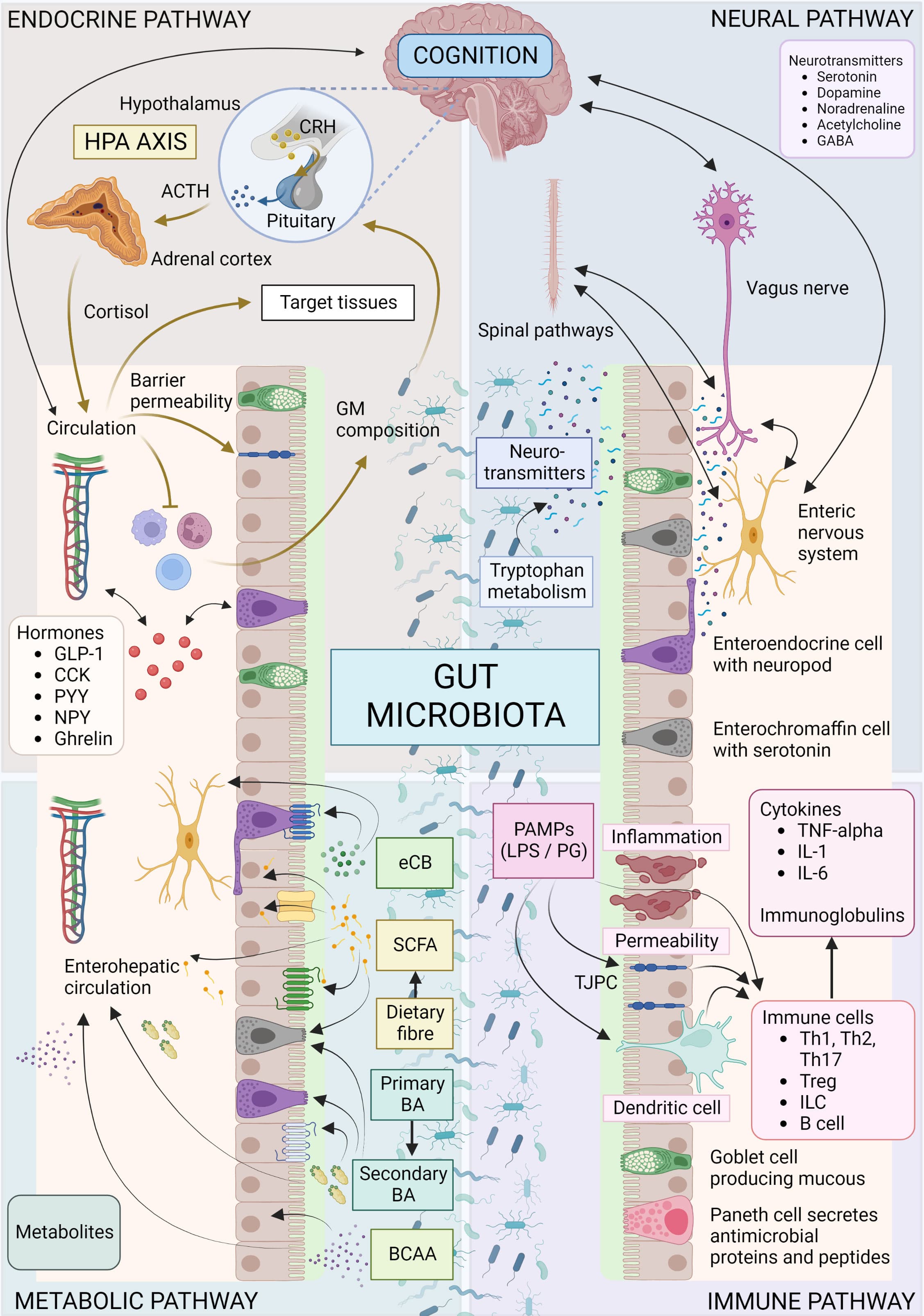 The Gut-Brain Axis, Frontiers | Signalling cognition: the gut microbiota and hypothalamic-pituitary-adrenal axis