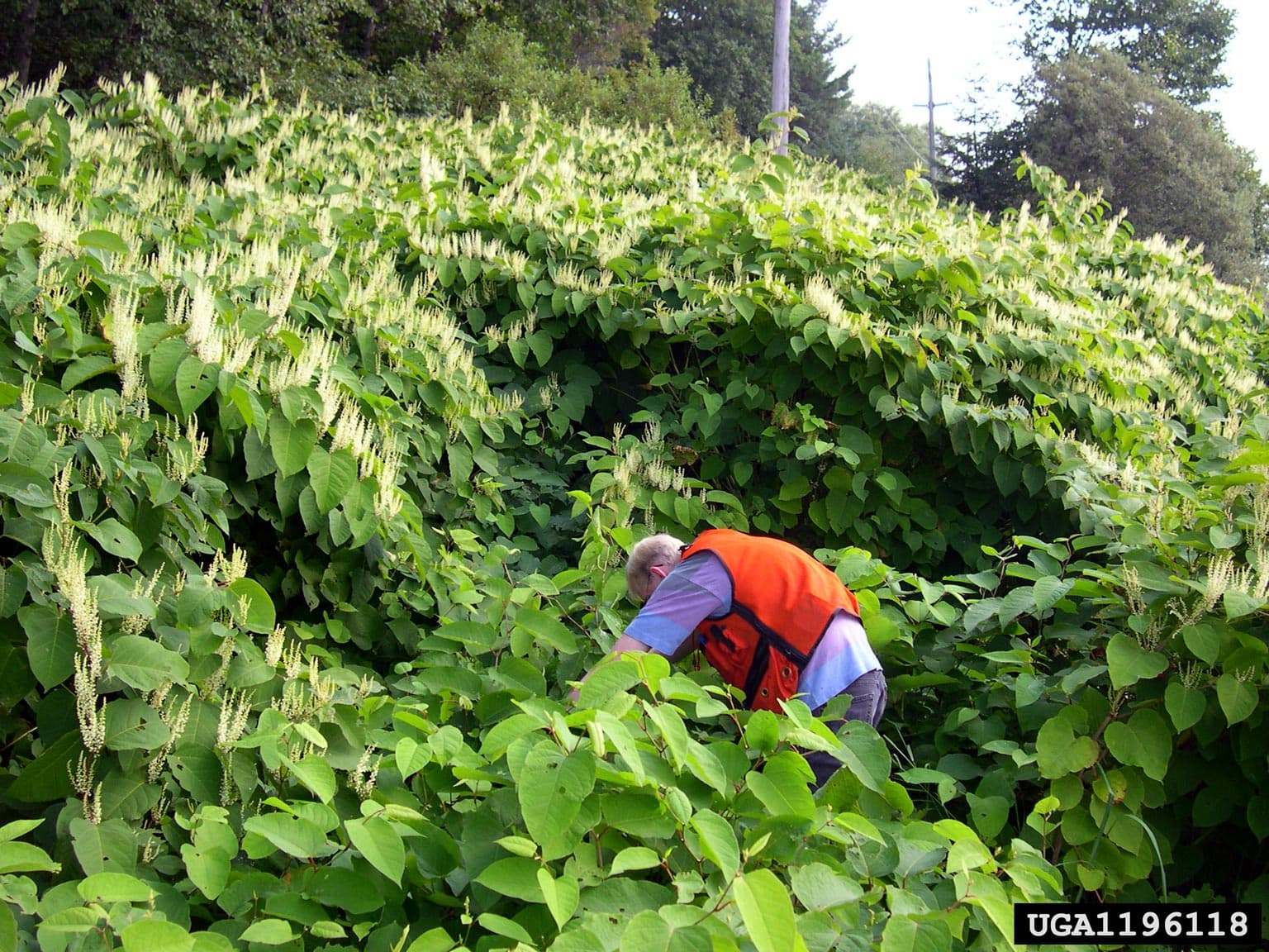 Rapid reproduction and growth, Japanese knotweed (Reynoutria japonica)