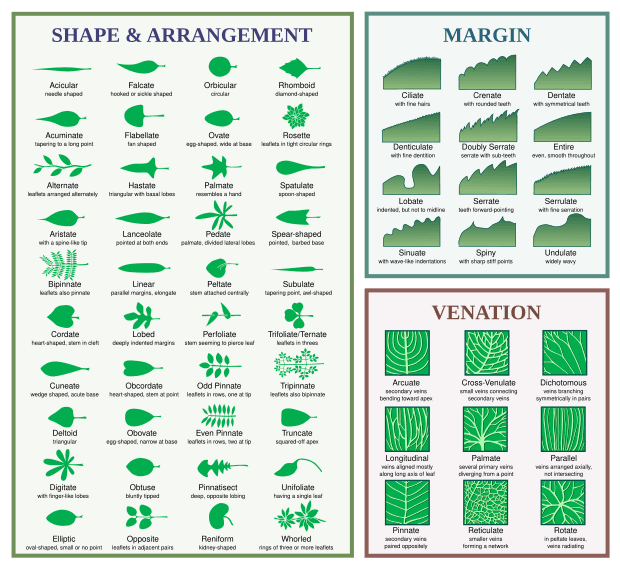 Morphological characteristics, Glossary of leaf morphology - Wikipedia