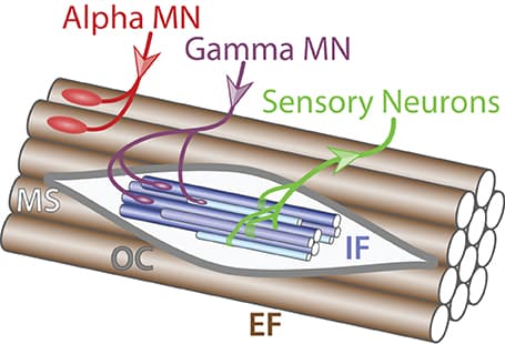 Composition and location of motor units, Frontiers | Motor neurons and the generation of spinal motor neurons diversity