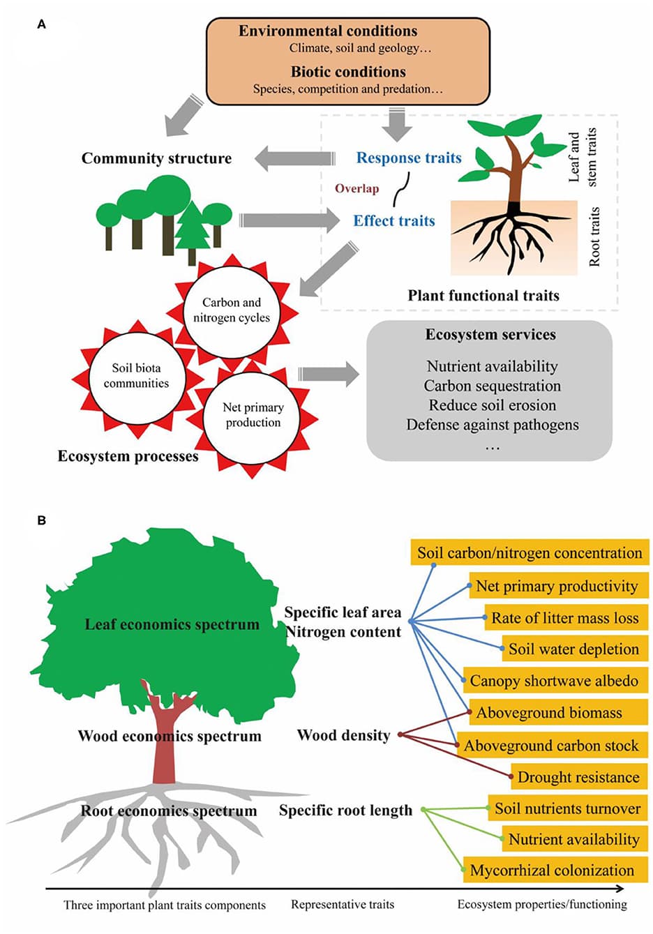 Increasing biodiversity, Frontiers | How to Improve the Predictions of Plant Functional Traits on Ecosystem Functioning?