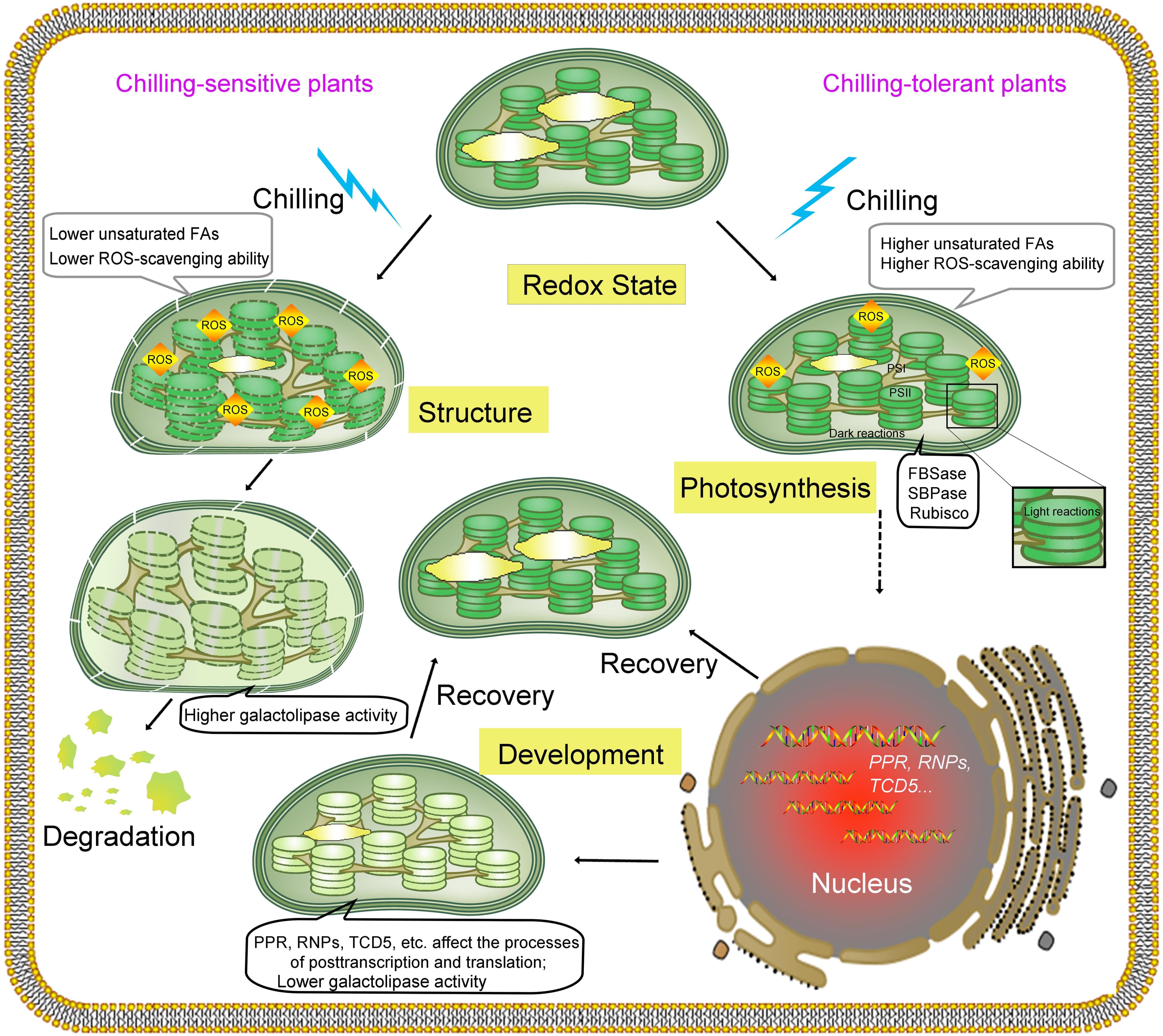 Structure of organelle genomes, Frontiers | Effects of Chilling on the Structure, Function and Development of Chloroplasts
