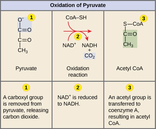 Process of oxidative decarboxylation, Oxidation of Pyruvate and the Citric Acid Cycle | OpenStax Biology 2e