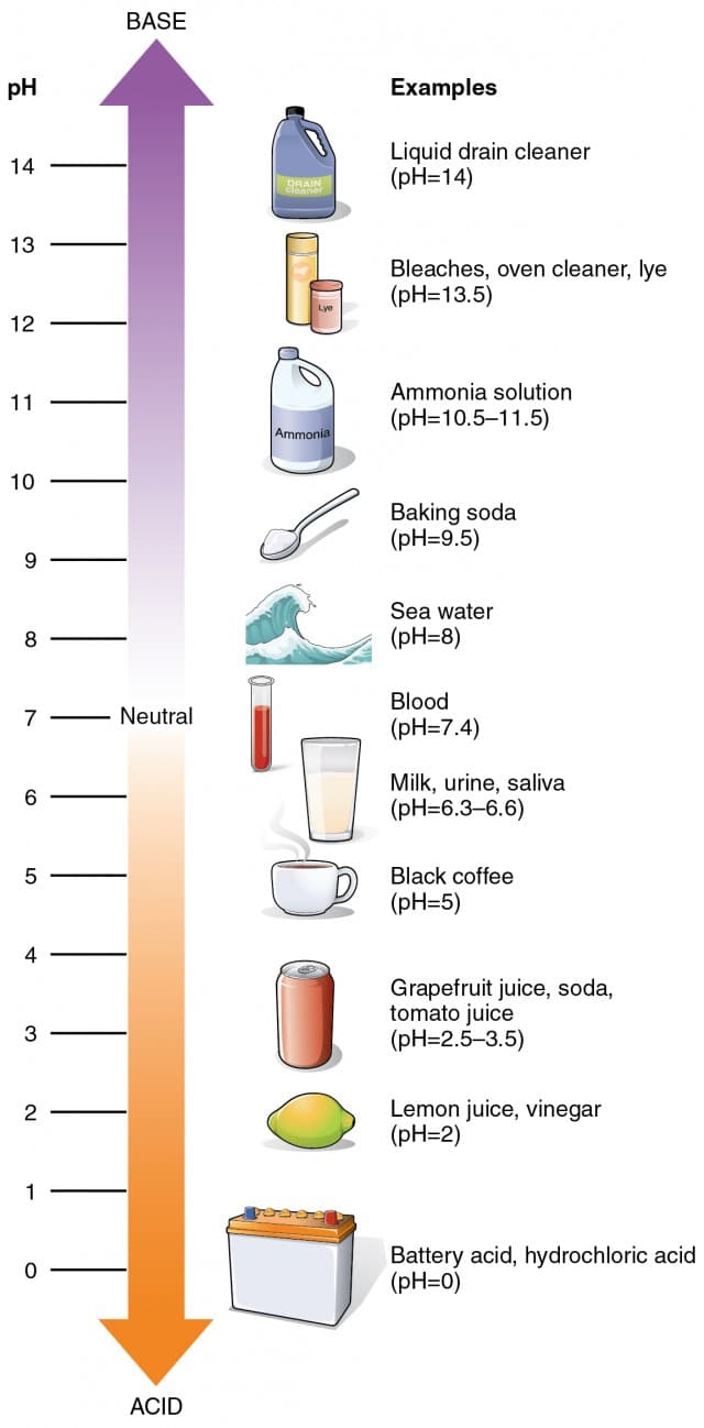 Acidic, basic, and neutral solutions, Water | BIO103: Human Biology
