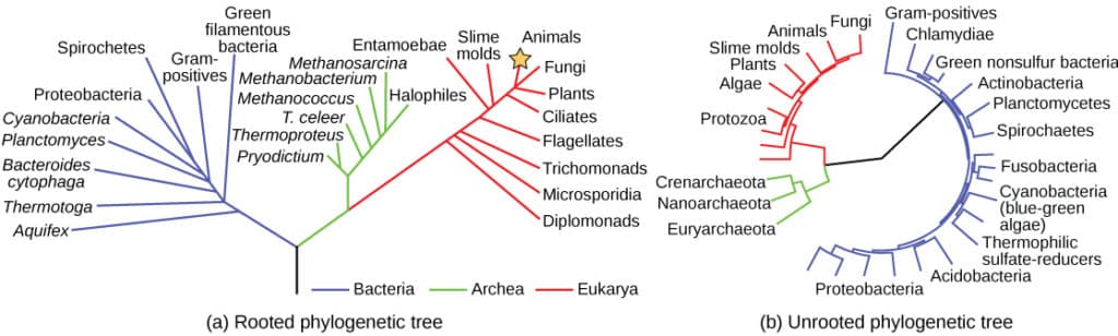 Principles of phylogenetic tree construction, Phylogenetic Trees | Biology for Majors II