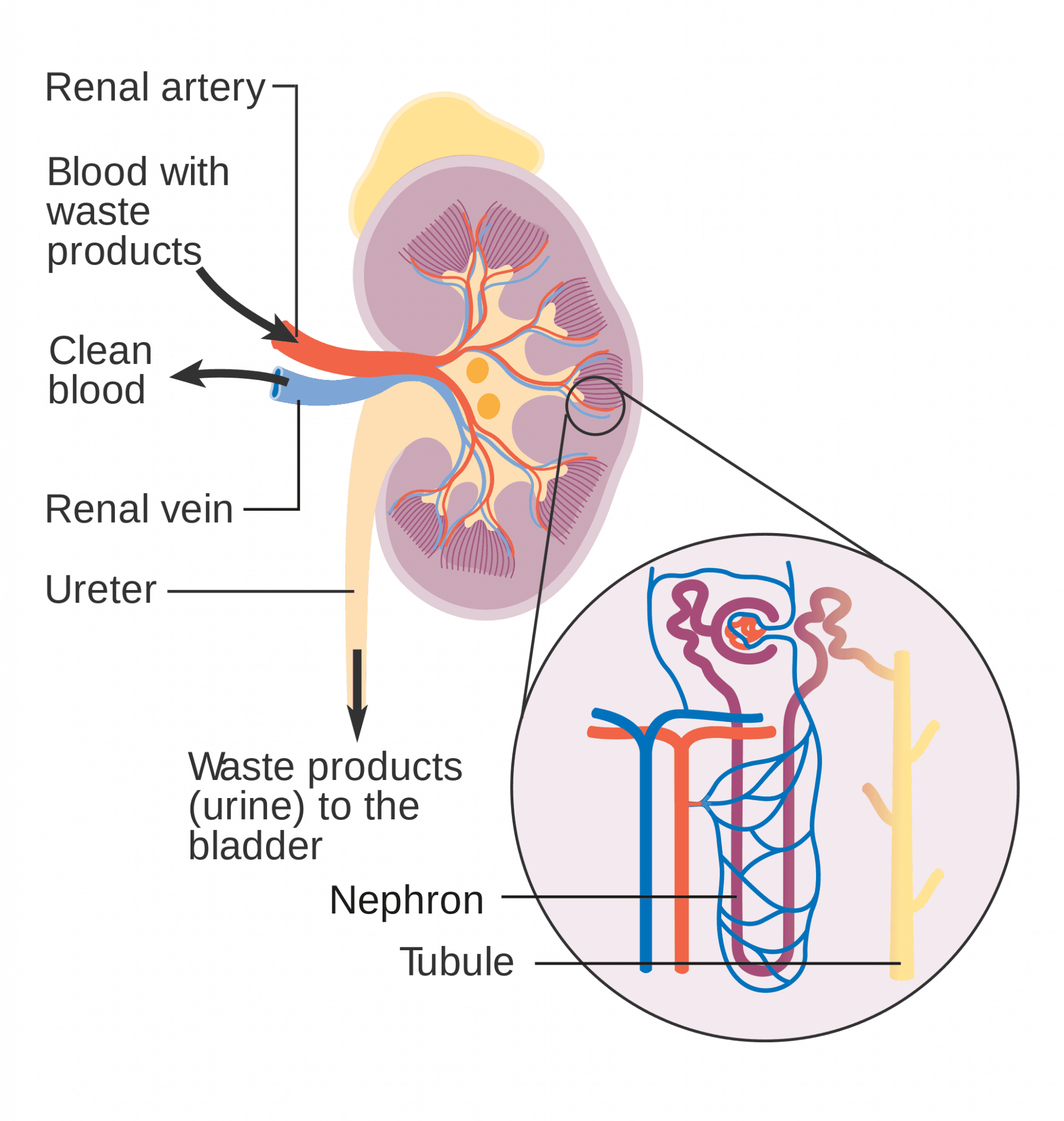 Structure and function of the renal system, 16.4 Kidneys – Human Biology