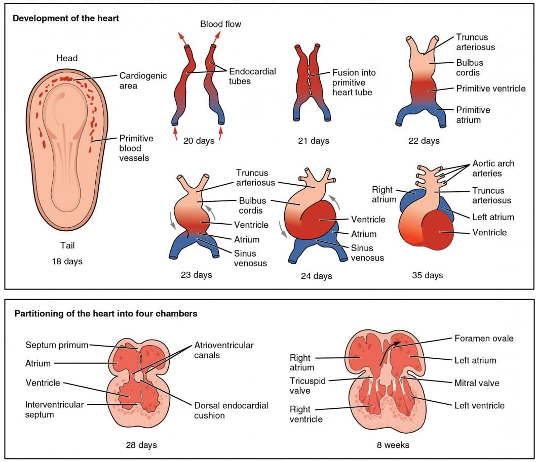 Stages of embryonic heart development, Development of the Heart | Anatomy and Physiology II