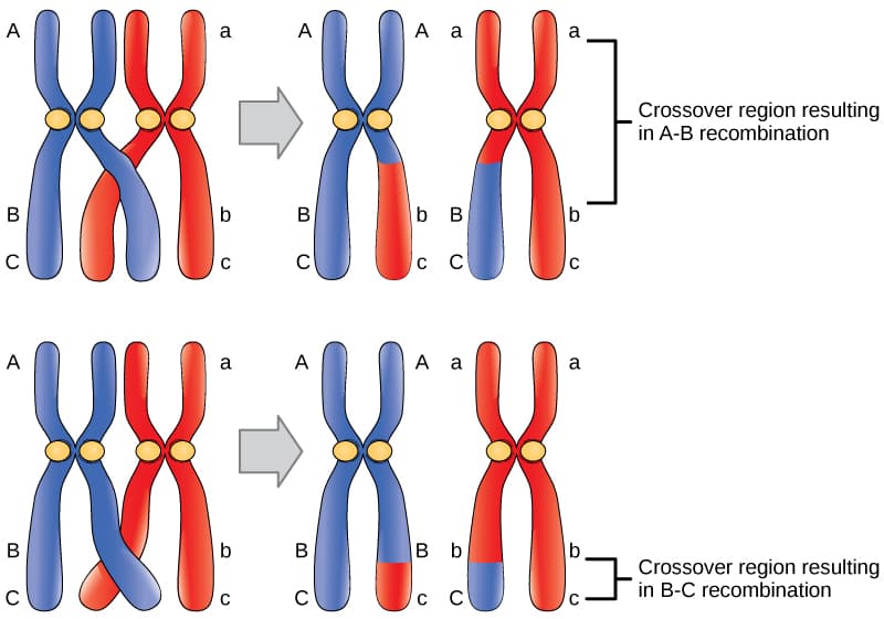 Concept of three-point crosses, Mapping Genomes | OpenStax Biology 2e