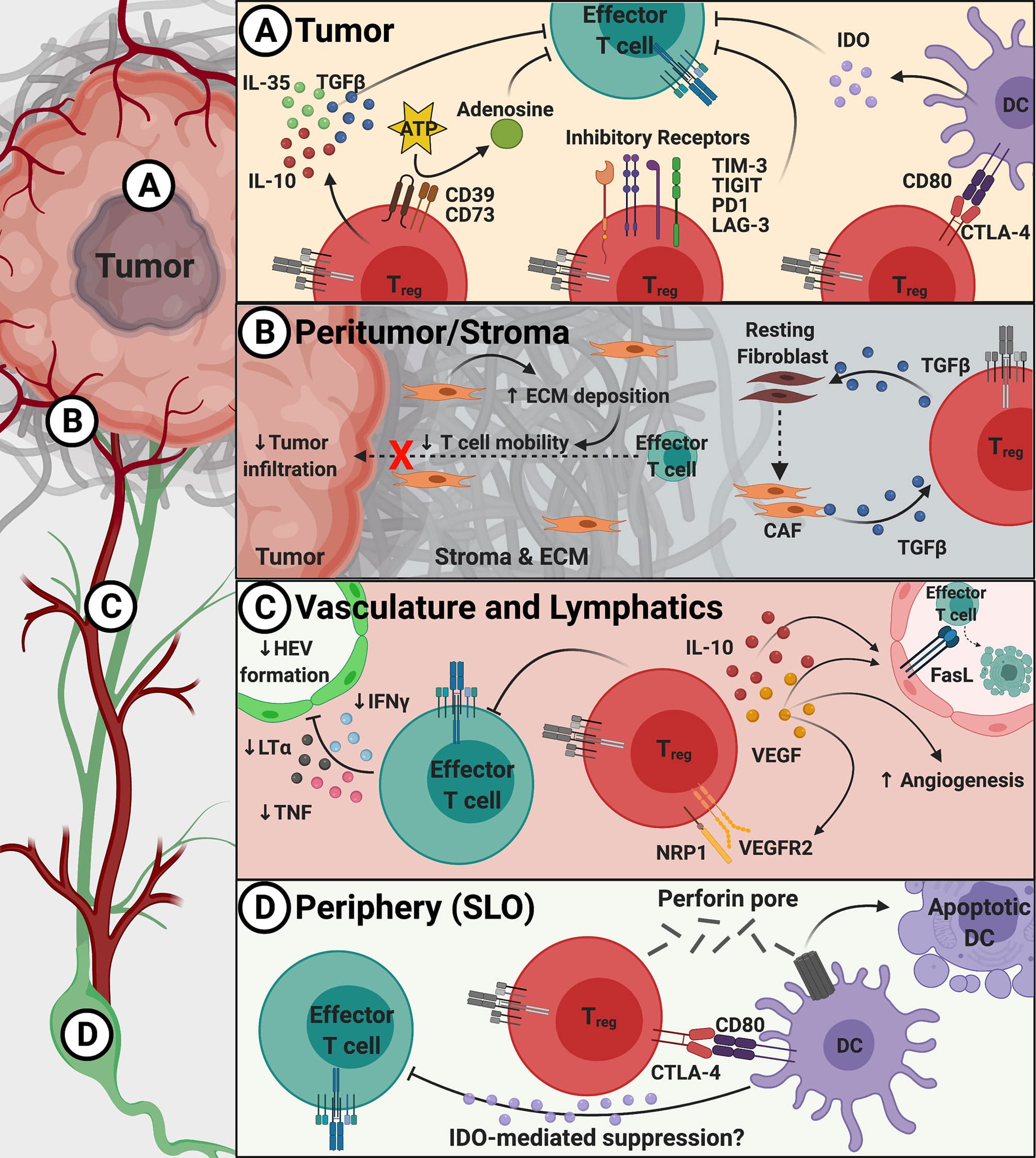 Tumor immune evasion strategies, Frontiers | Regulatory T Cells: Barriers of Immune Infiltration Into the Tumor Microenvironment