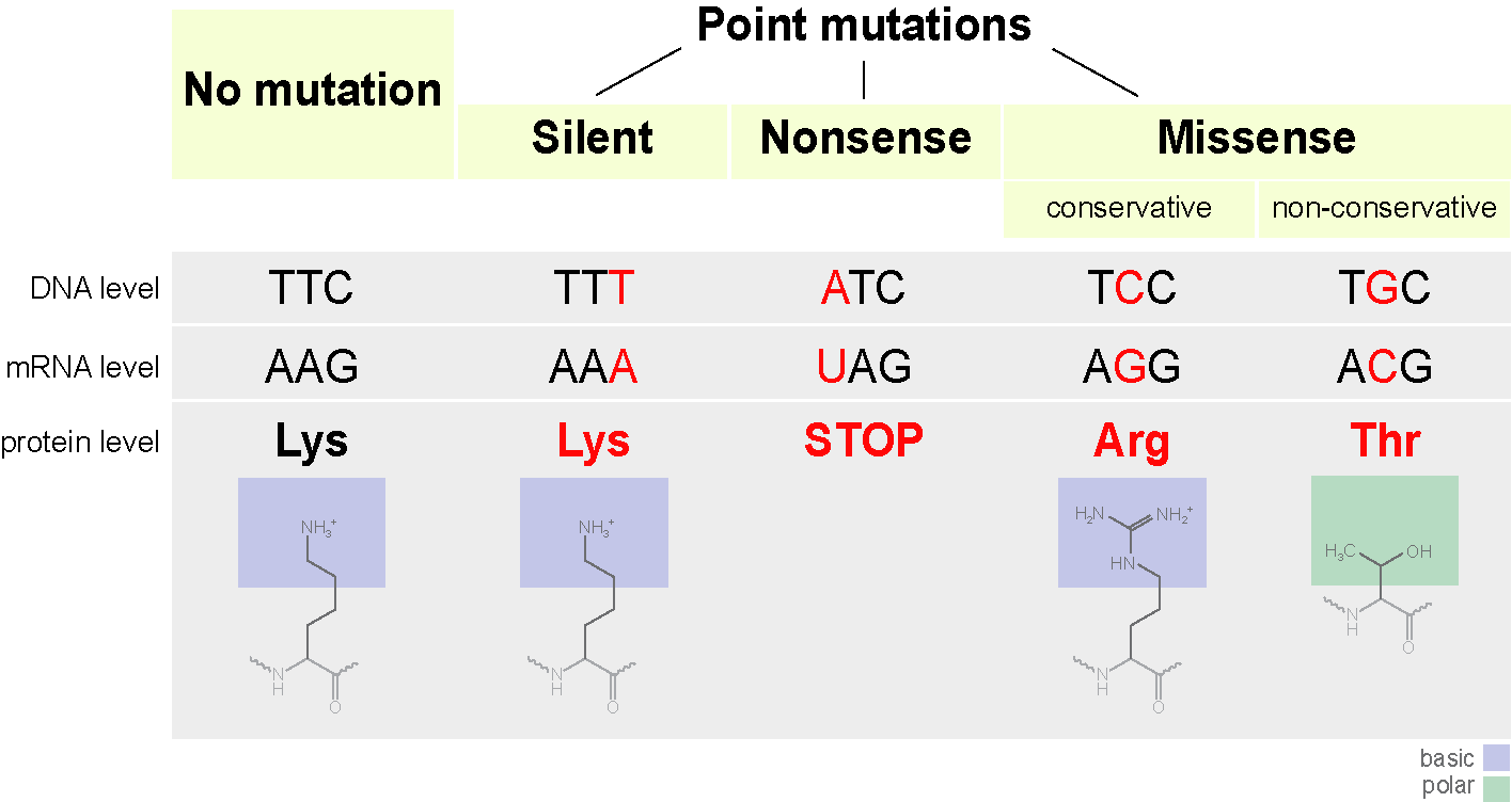 Identify the different types of mutations, including point mutations, insertions, deletions, and chromosomal rearrangements, Types of Mutations – Mt Hood Community College Biology 102
