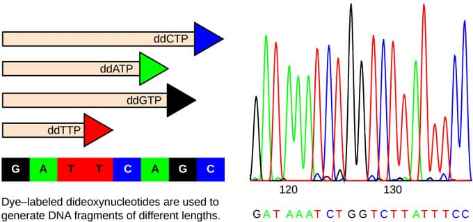 Process of whole-genome sequencing, Whole-Genome Sequencing | Boundless Biology