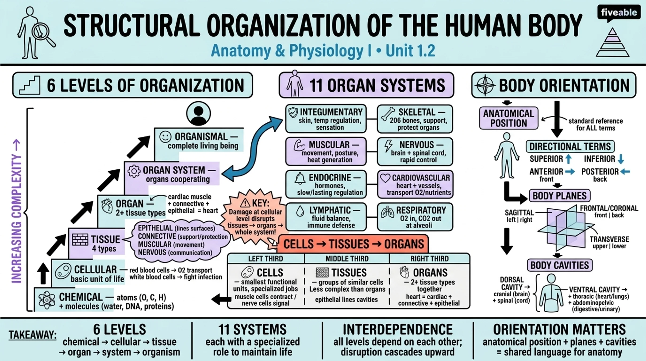 1.2 Structural Organization of the Human Body - Anatomy and Physiology I - Unit 1 visual cheatsheet