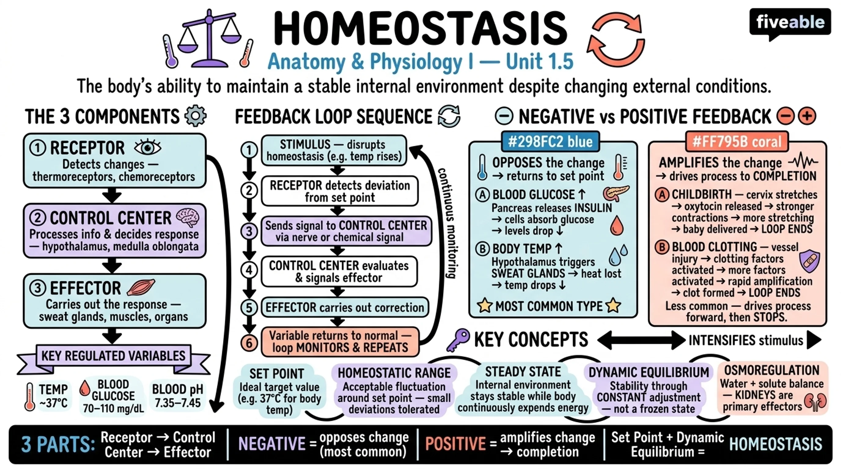 1.5 Homeostasis - Anatomy and Physiology I - Unit 1 visual cheatsheet