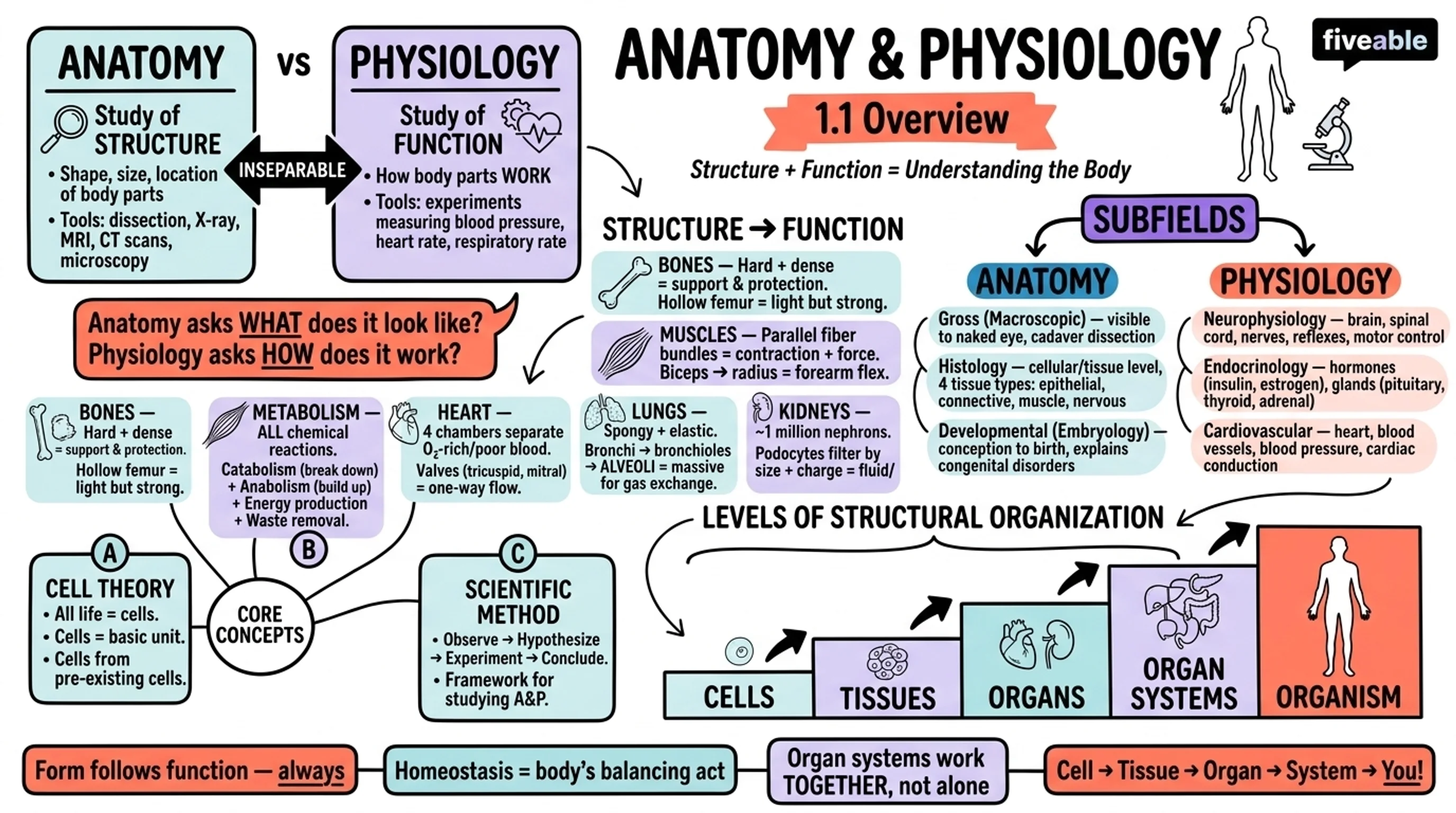 1.1 Overview of Anatomy and Physiology - Anatomy and Physiology I - Unit 1 visual cheatsheet