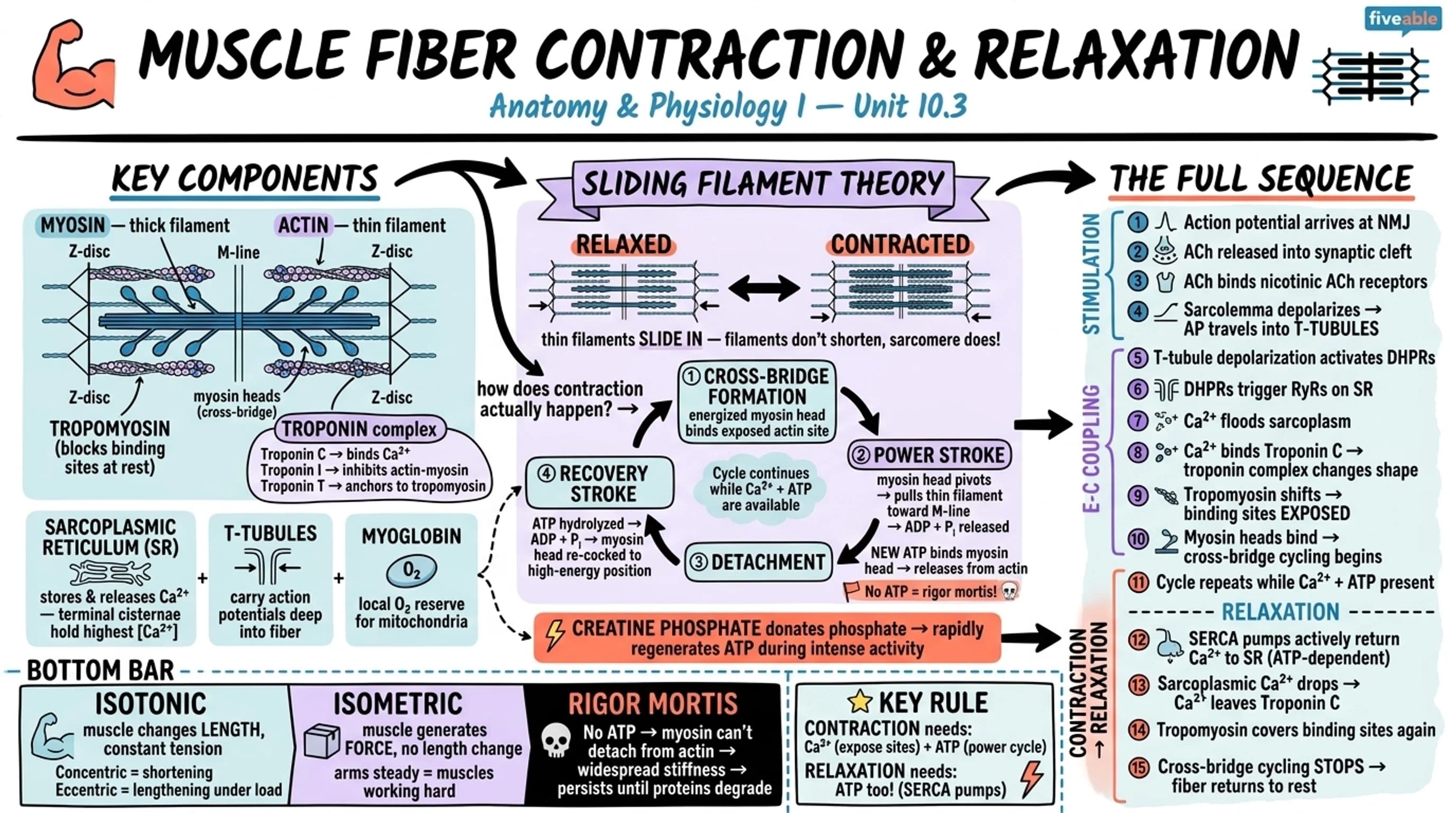 10.3 Muscle Fiber Contraction and Relaxation - Anatomy and Physiology I - Unit 10 visual cheatsheet