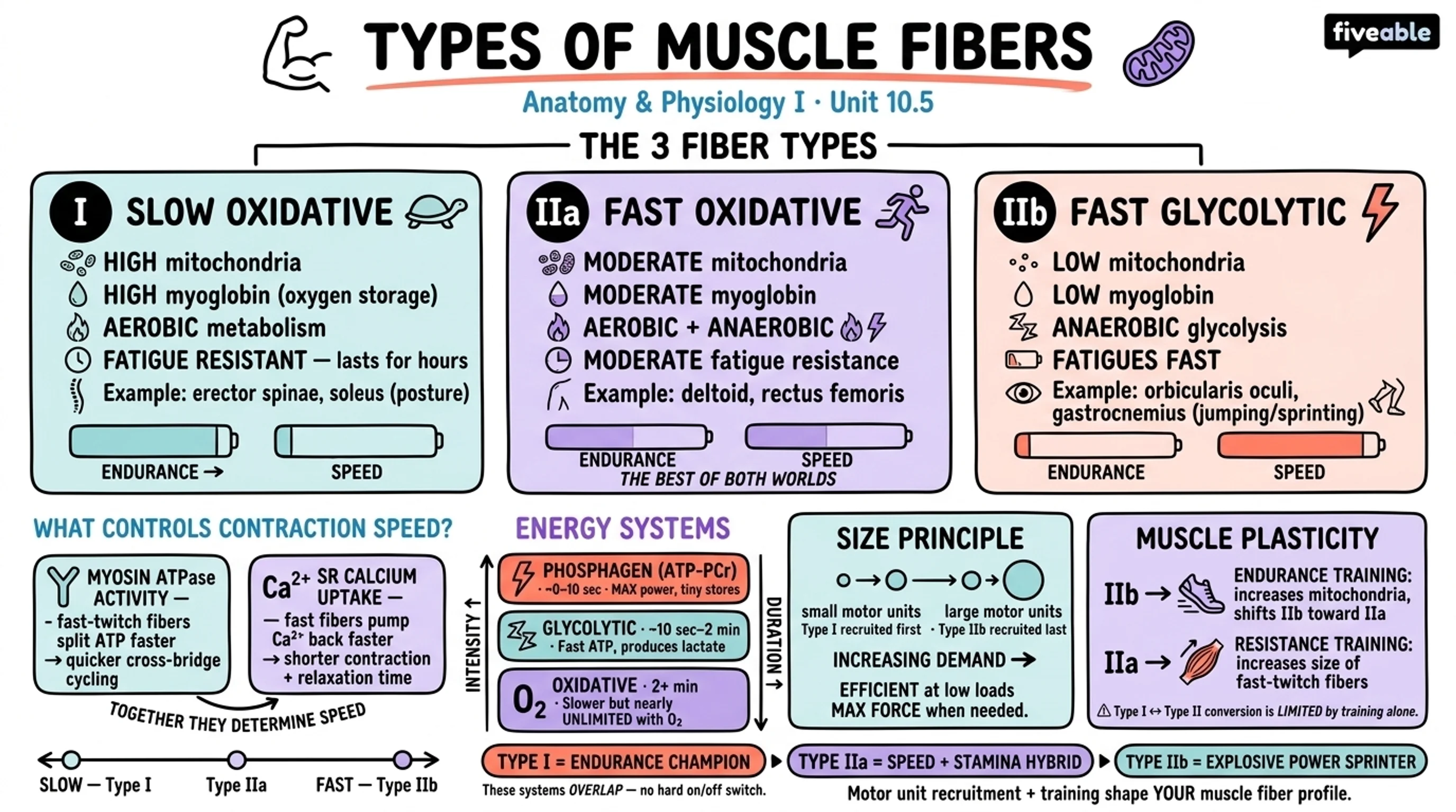 10.5 Types of Muscle Fibers - Anatomy and Physiology I - Unit 10 visual cheatsheet