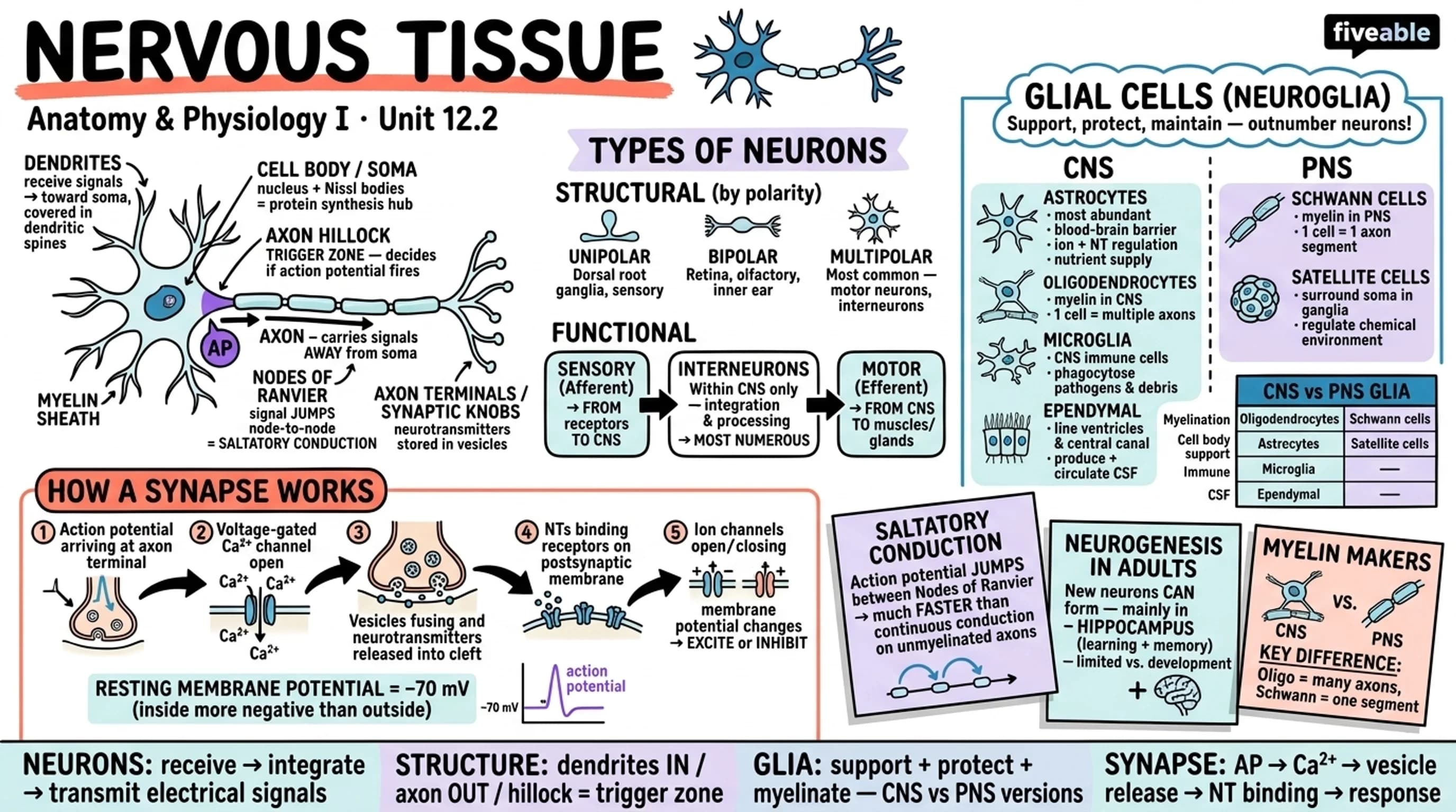12.2 Nervous Tissue - Anatomy and Physiology I - Unit 12 visual cheatsheet