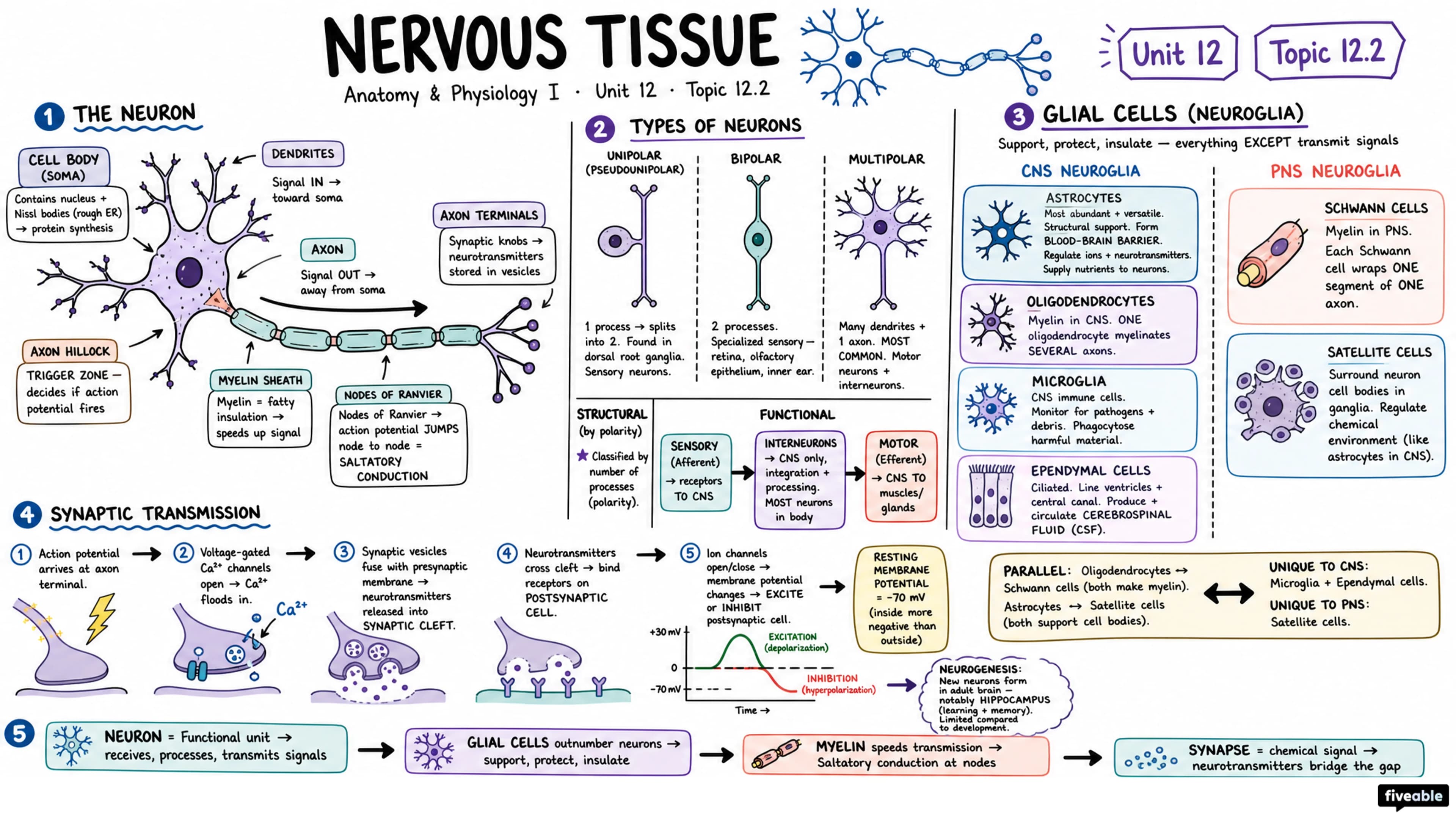 12.2 Nervous Tissue - Anatomy and Physiology I - Unit 12 visual cheatsheet