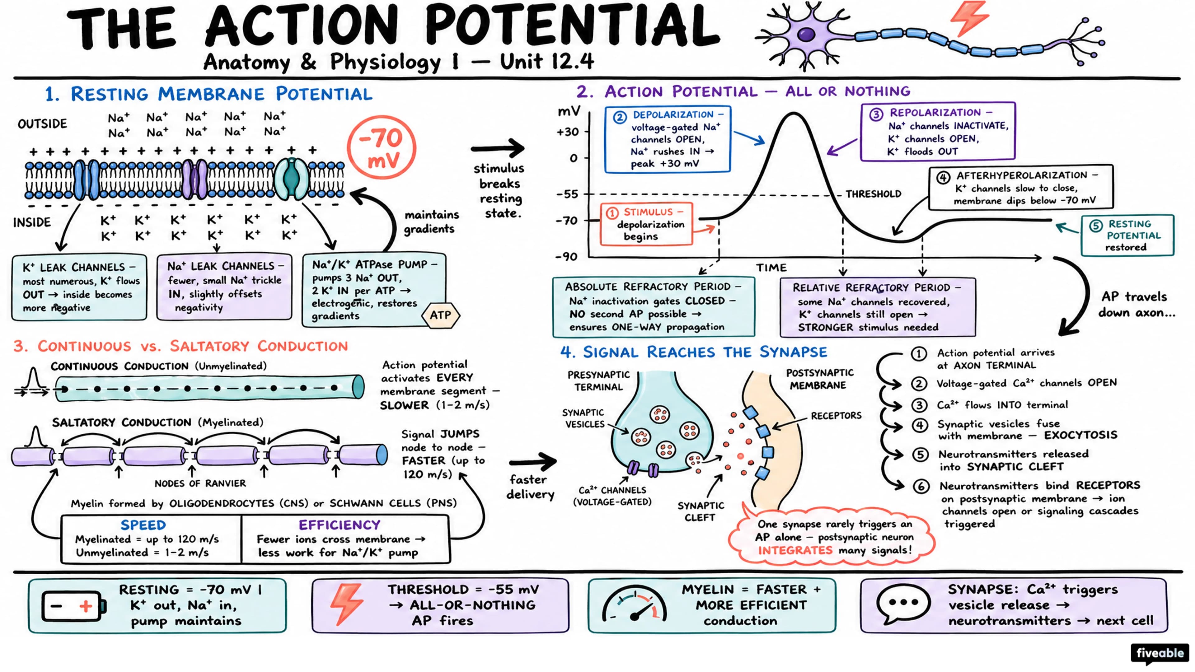 12.4 The Action Potential - Anatomy and Physiology I - Unit 12 visual cheatsheet