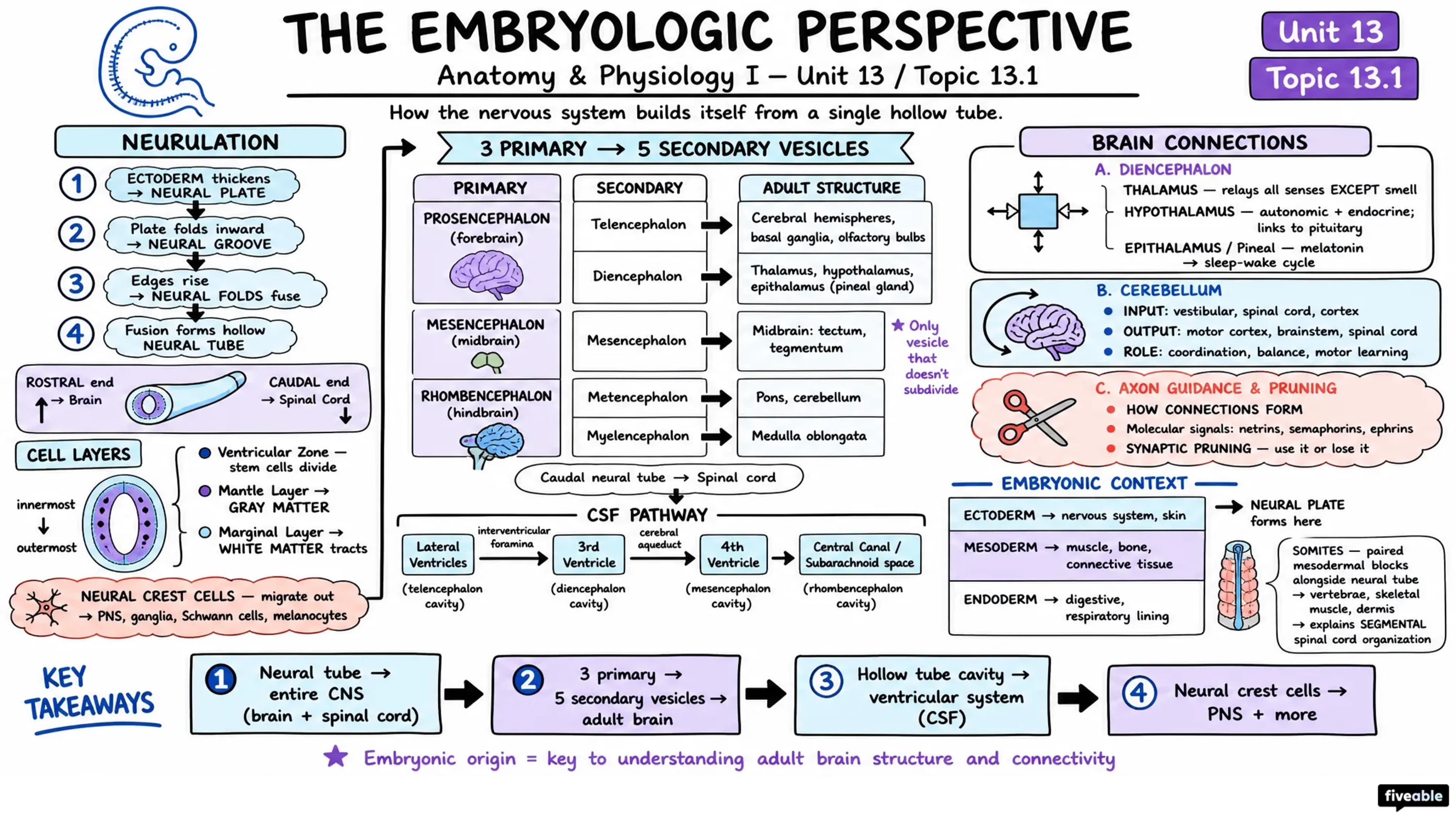 13.1 The Embryologic Perspective - Anatomy and Physiology I - Unit 13 visual cheatsheet