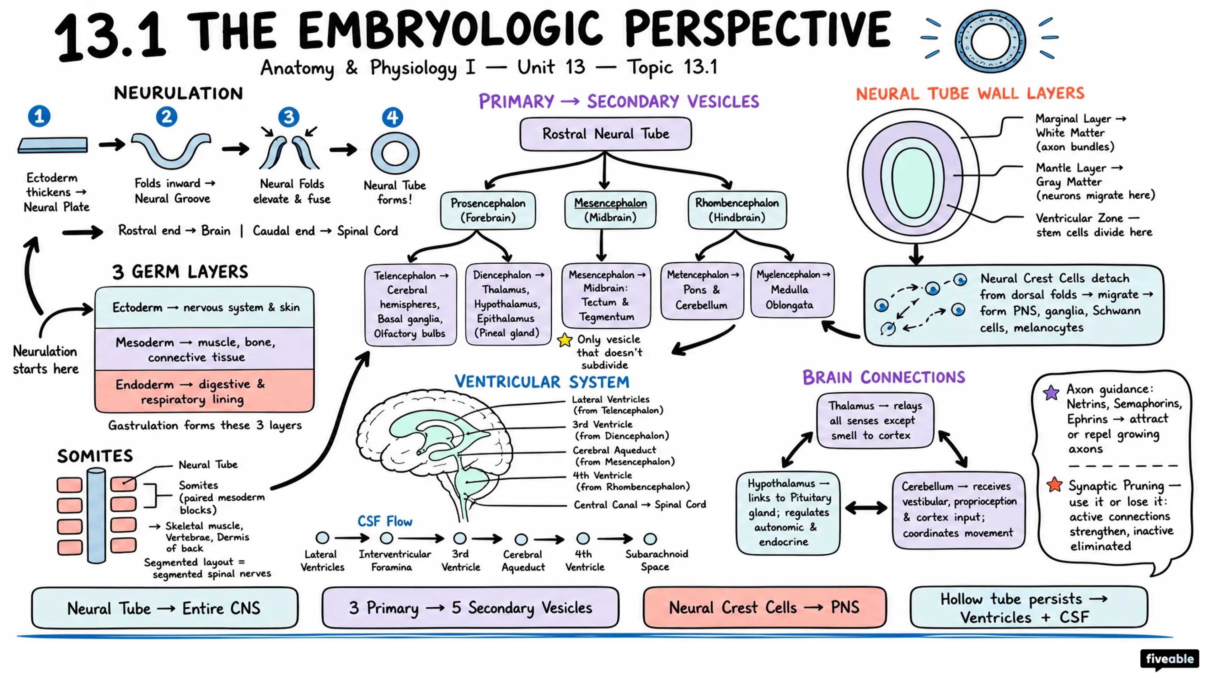 13.1 The Embryologic Perspective - Anatomy and Physiology I - Unit 13 visual cheatsheet