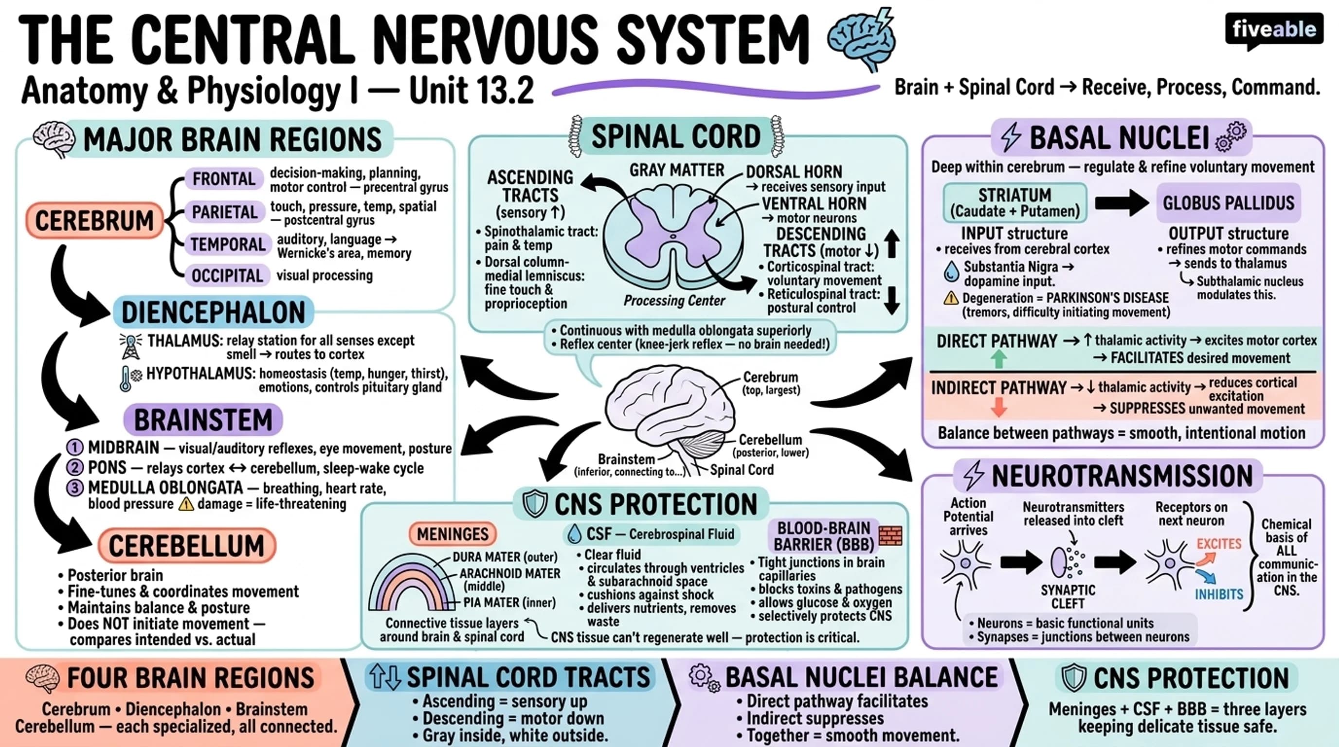 13.2 The Central Nervous System - Anatomy and Physiology I - Unit 13 visual cheatsheet
