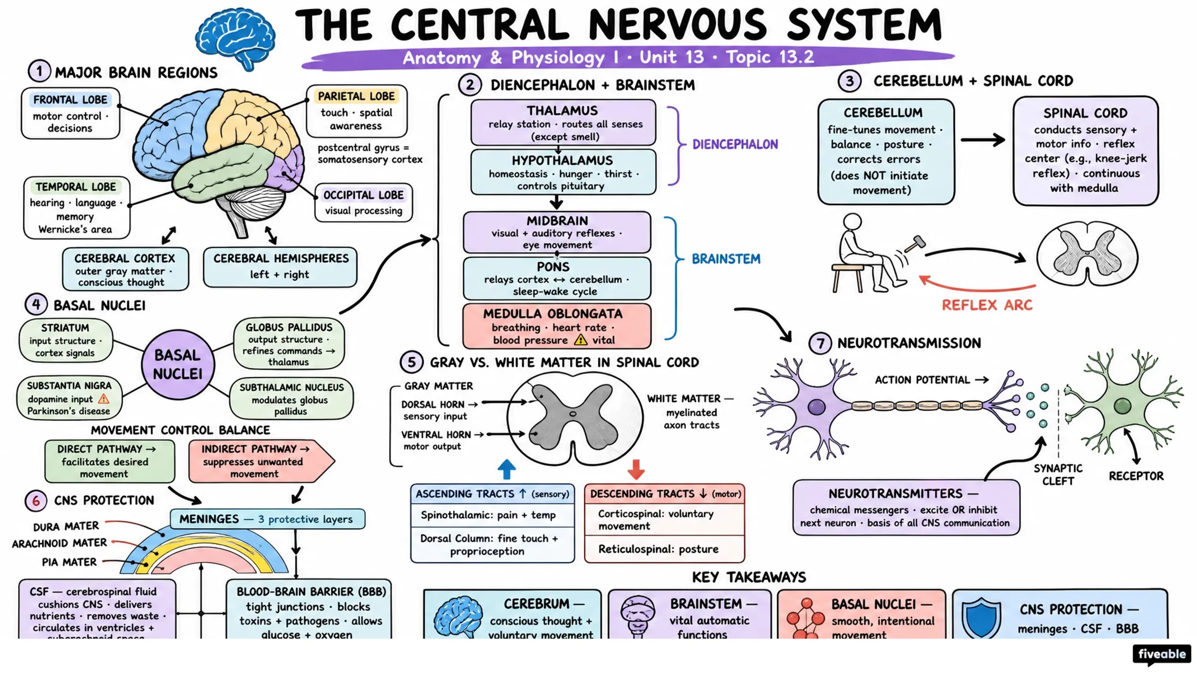 13.2 The Central Nervous System - Anatomy and Physiology I - Unit 13 visual cheatsheet