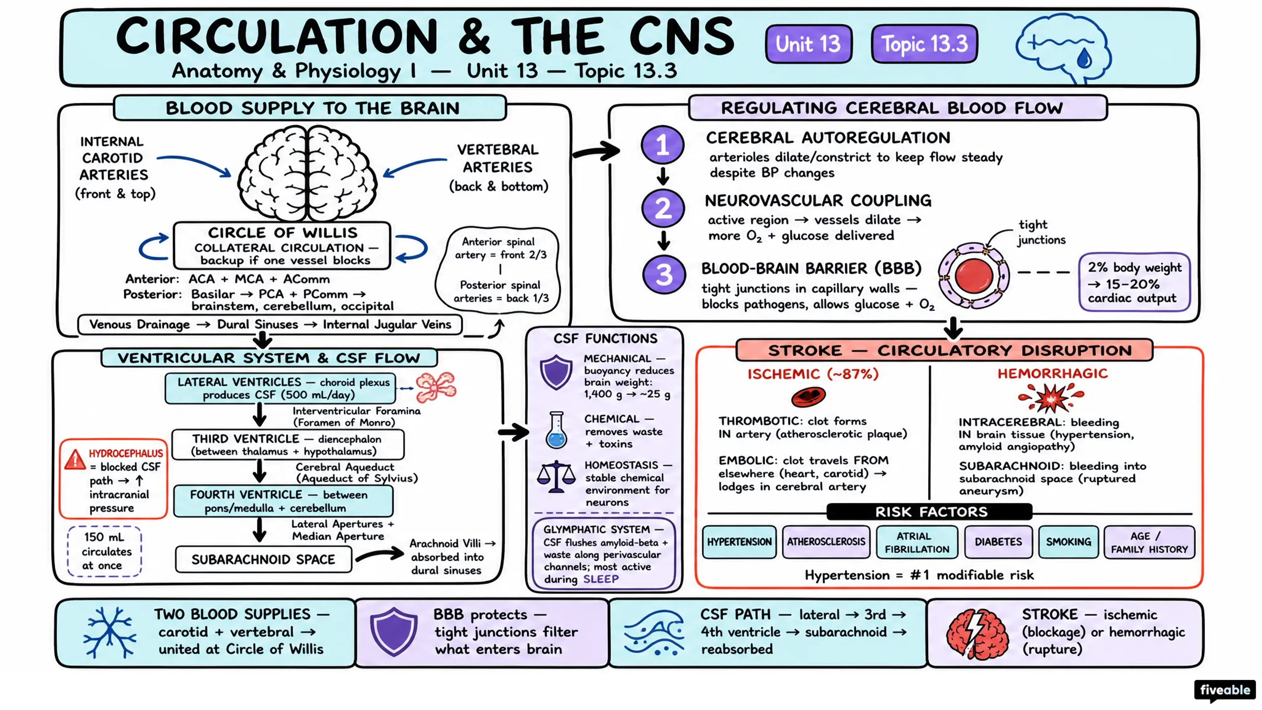 13.3 Circulation and the Central Nervous System - Anatomy and Physiology I - Unit 13 visual cheatsheet