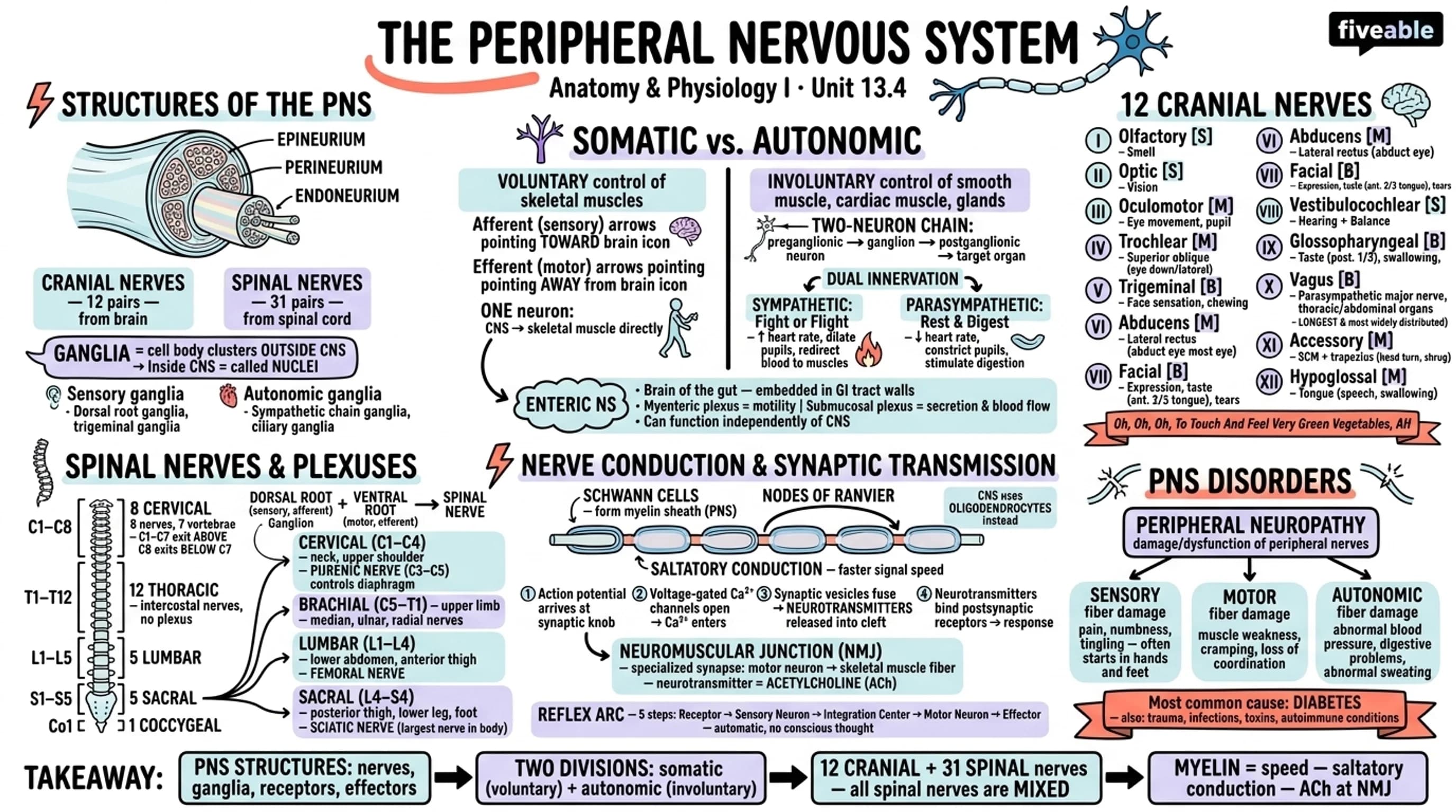 13.4 The Peripheral Nervous System - Anatomy and Physiology I - Unit 13 visual cheatsheet