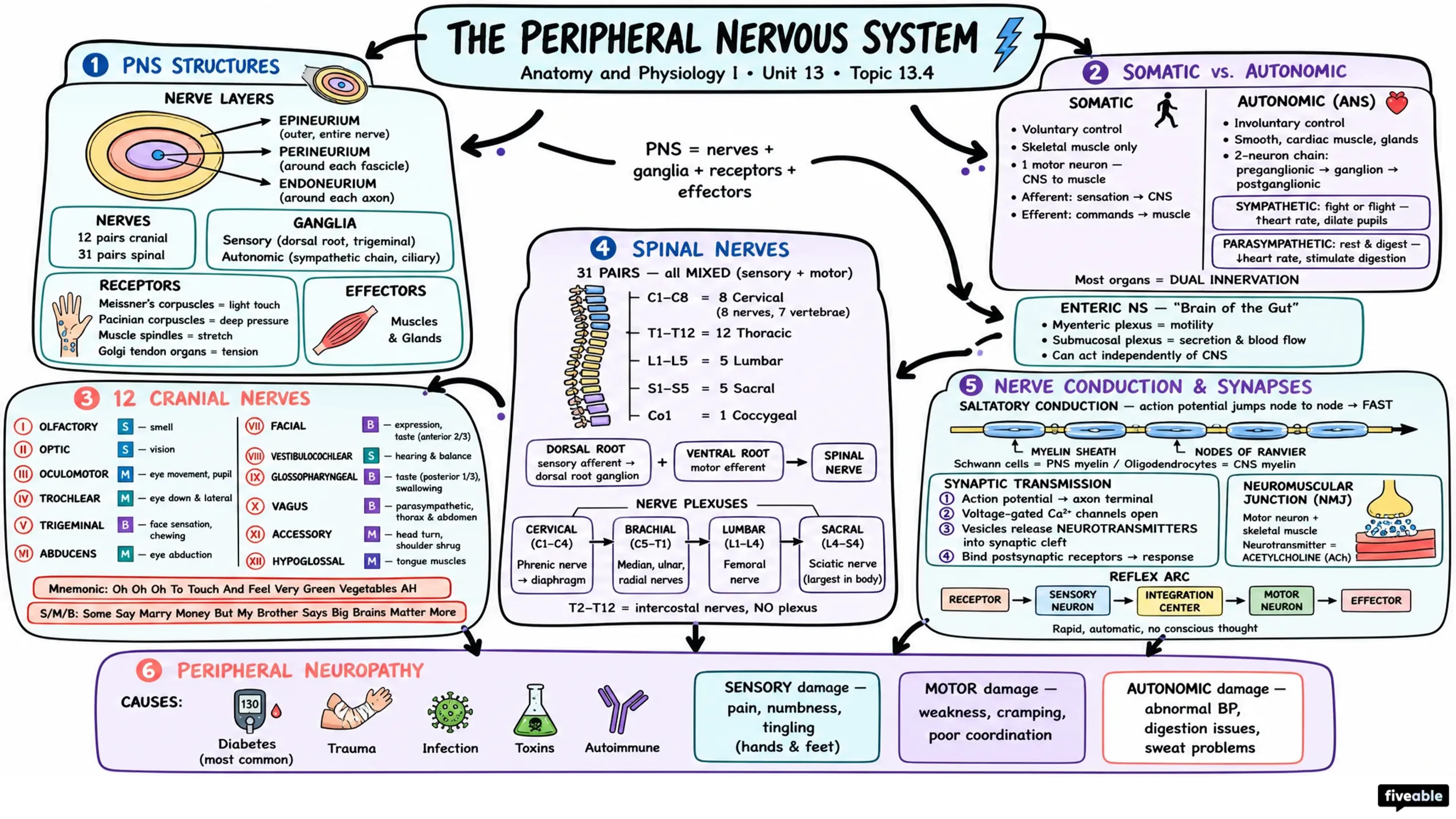 13.4 The Peripheral Nervous System - Anatomy and Physiology I - Unit 13 visual cheatsheet