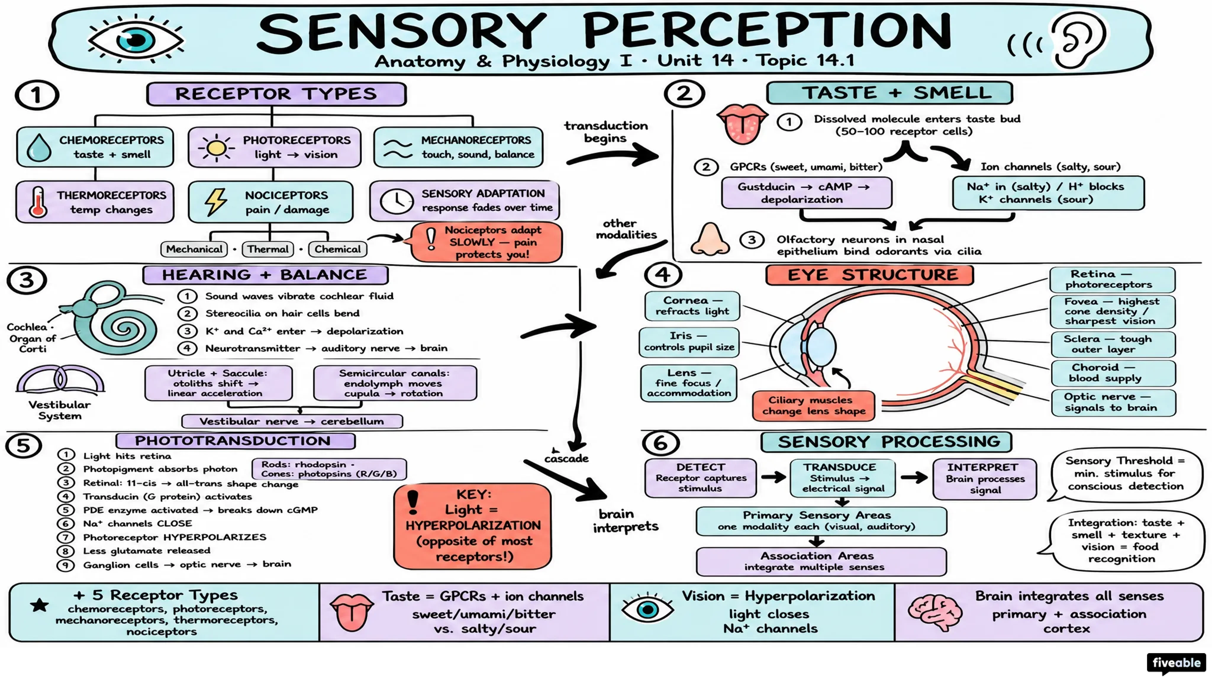 14.1 Sensory Perception - Anatomy and Physiology I - Unit 14 visual cheatsheet
