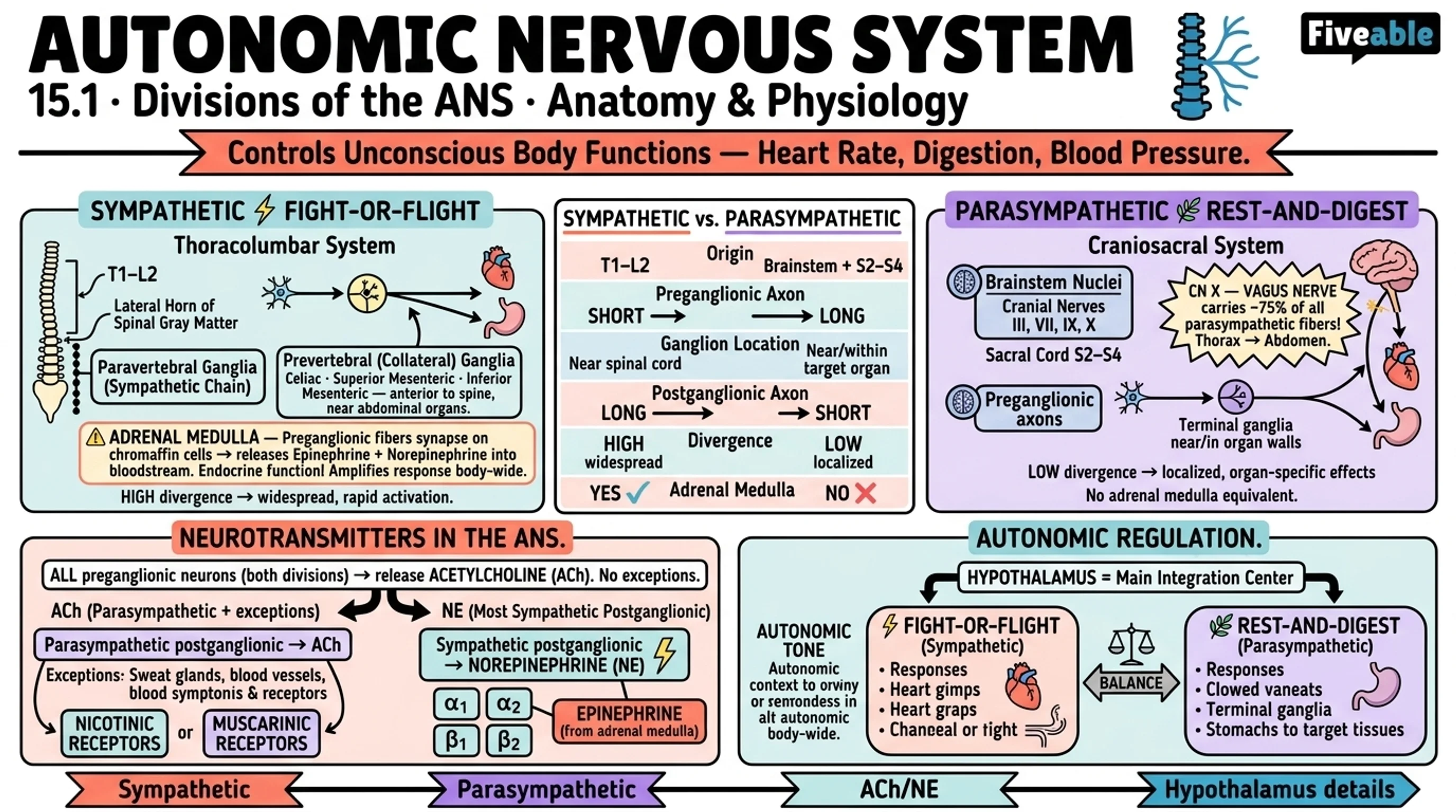 15.1 Divisions of the Autonomic Nervous System - Anatomy and Physiology I - Unit 15 visual cheatsheet