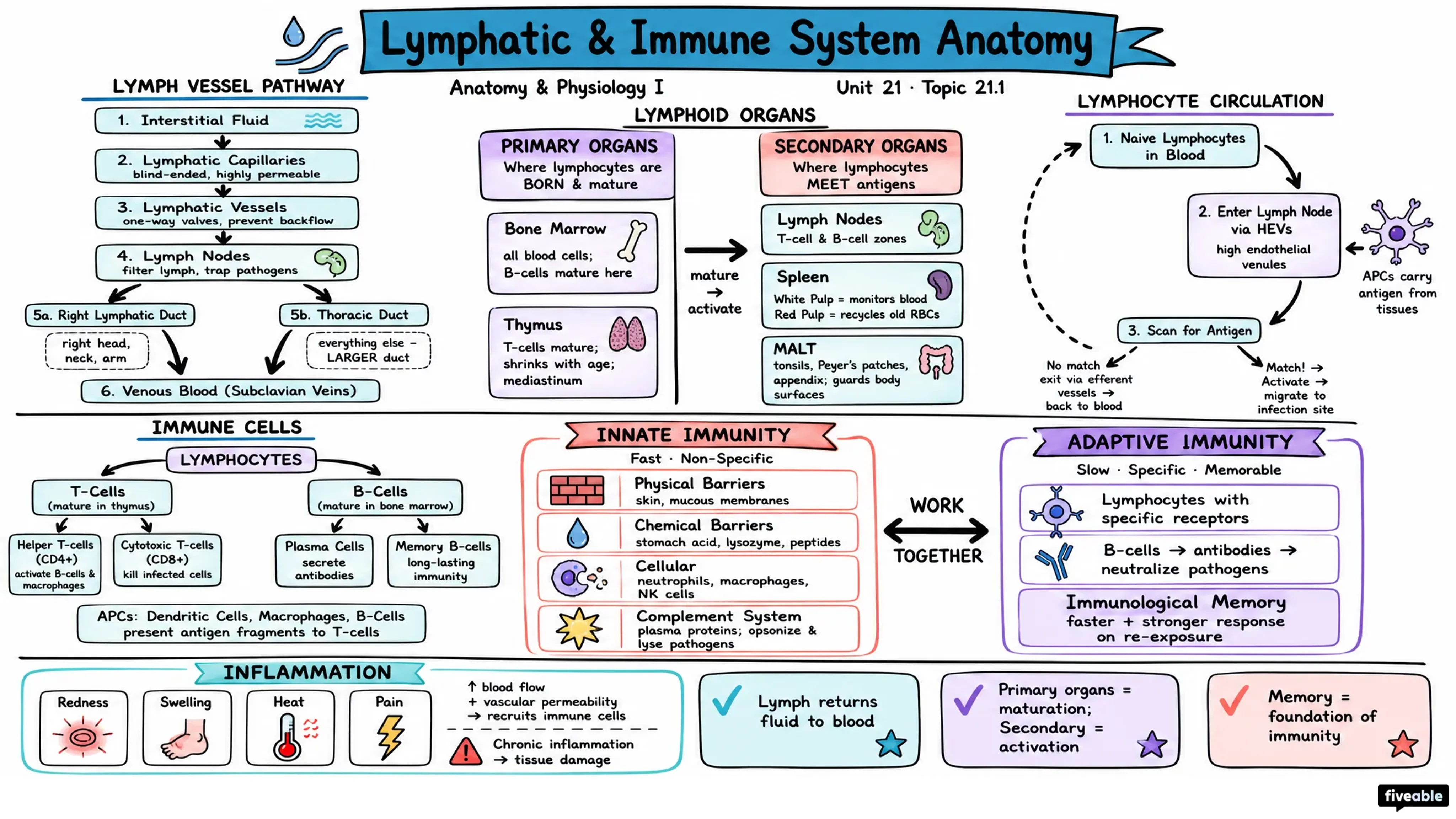 21.1 Anatomy of the Lymphatic and Immune Systems - Anatomy and Physiology I - Unit 21 visual cheatsheet