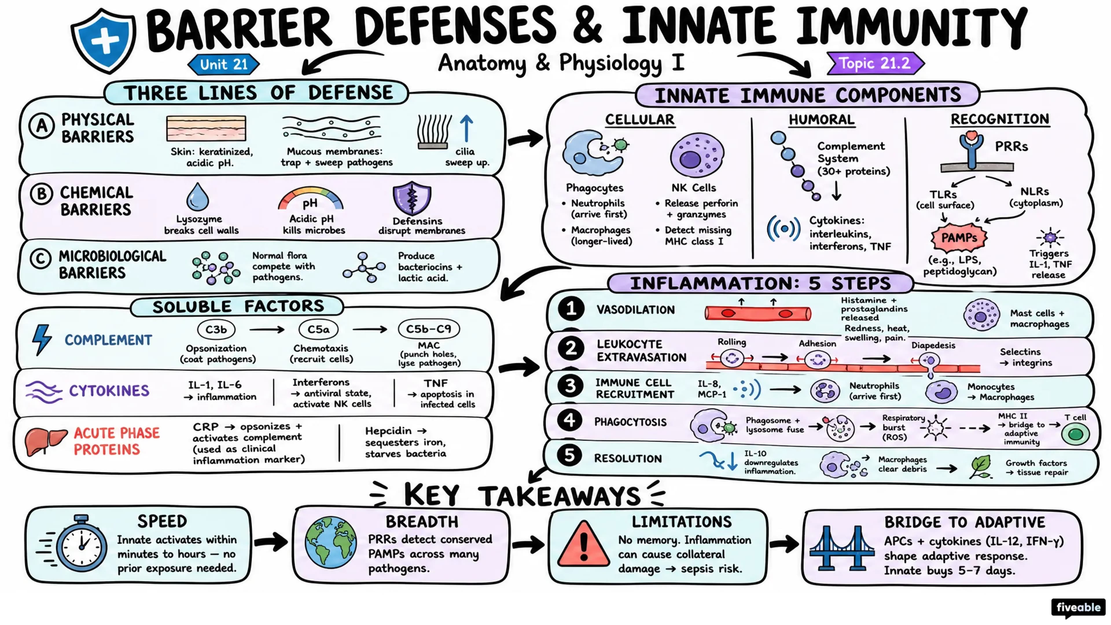 21.2 Barrier Defenses and the Innate Immune Response - Anatomy and Physiology I - Unit 21 visual cheatsheet