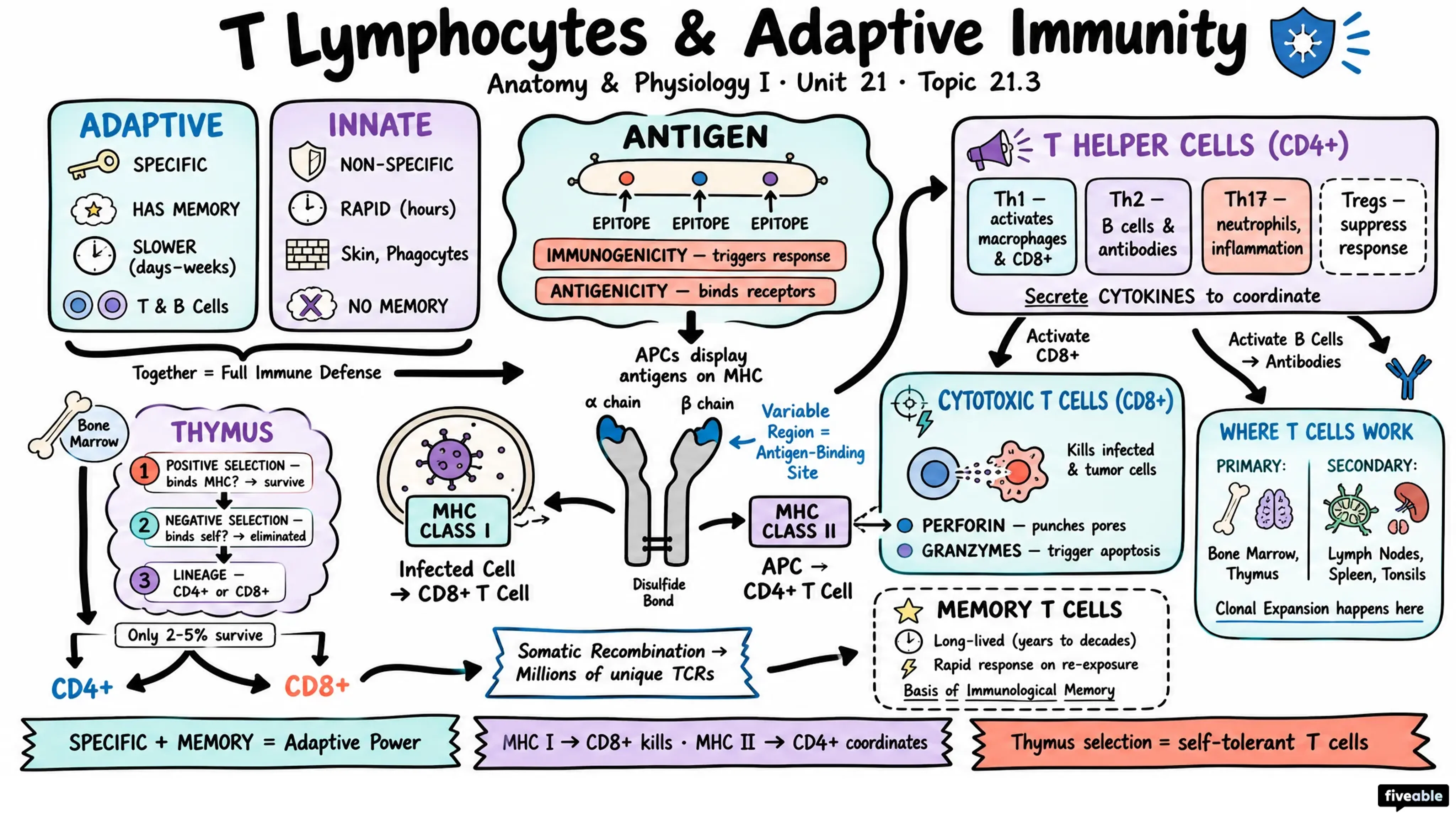 21.3 The Adaptive Immune Response: T lymphocytes and Their Functional Types - Anatomy and Physiology I - Unit 21 visual cheatsheet