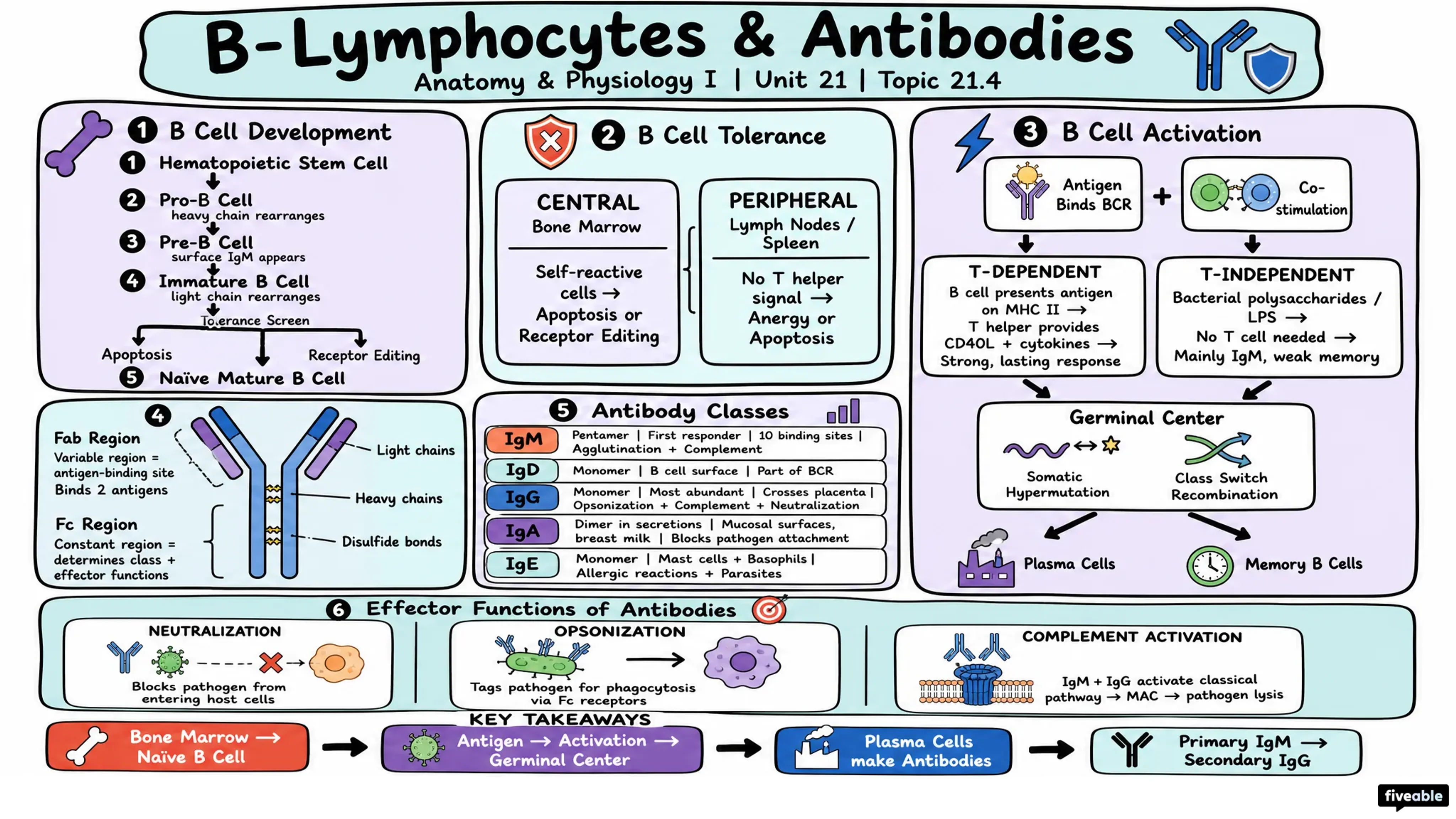 21.4 The Adaptive Immune Response: B-lymphocytes and Antibodies - Anatomy and Physiology I - Unit 21 visual cheatsheet