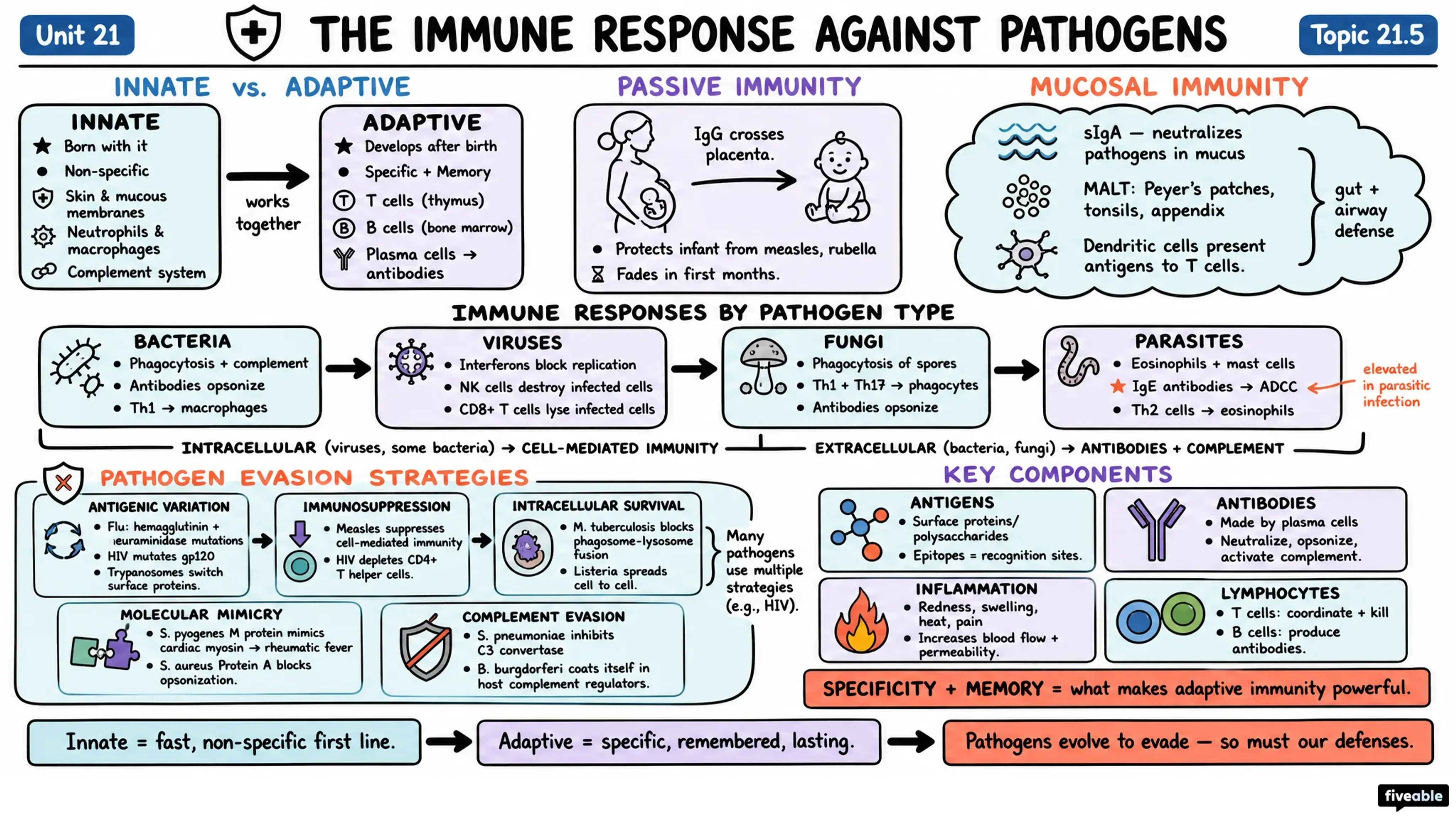 21.5 The Immune Response against Pathogens - Anatomy and Physiology I - Unit 21 visual cheatsheet