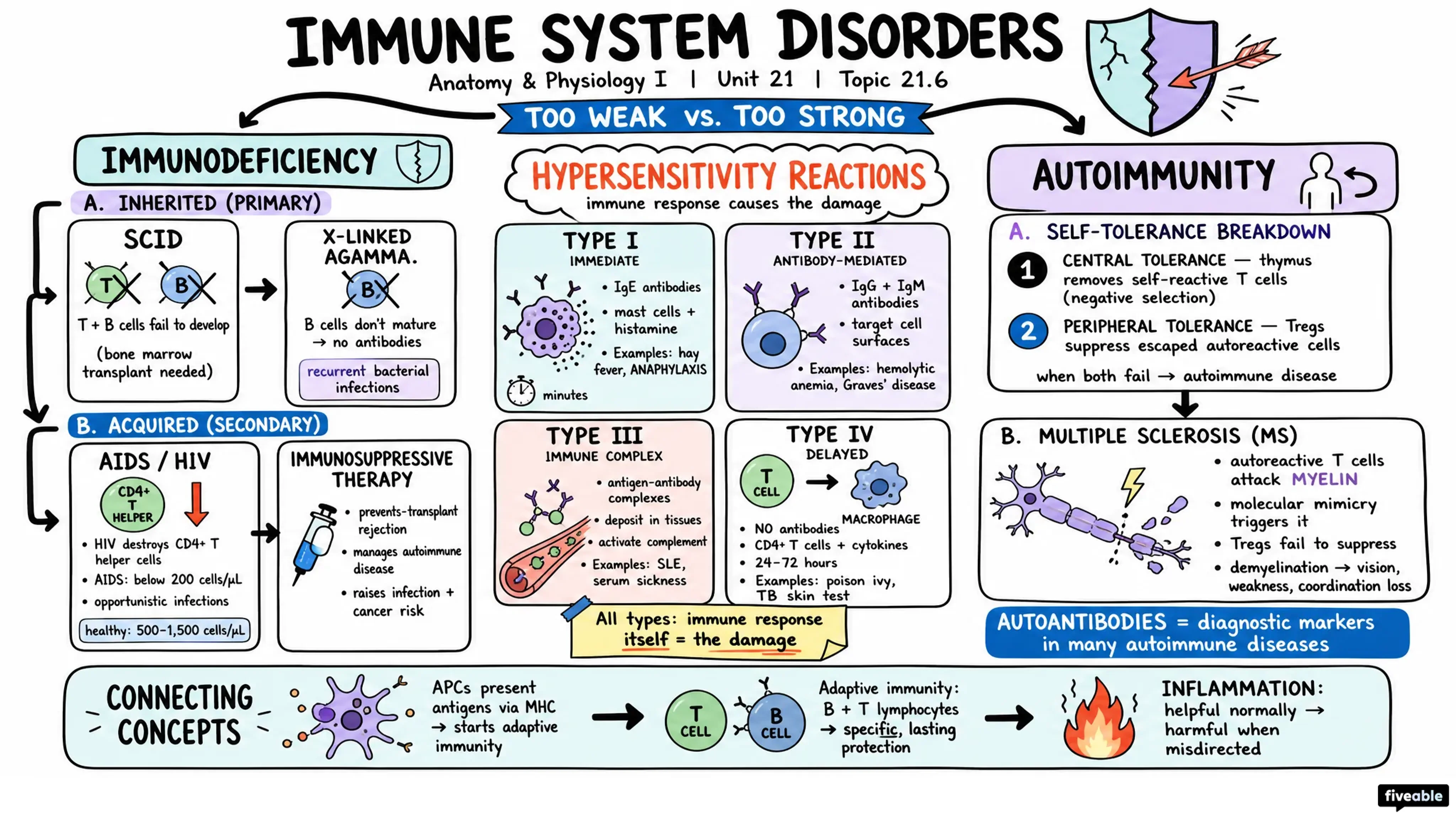 21.6 Diseases Associated with Depressed or Overactive Immune Responses - Anatomy and Physiology I - Unit 21 visual cheatsheet
