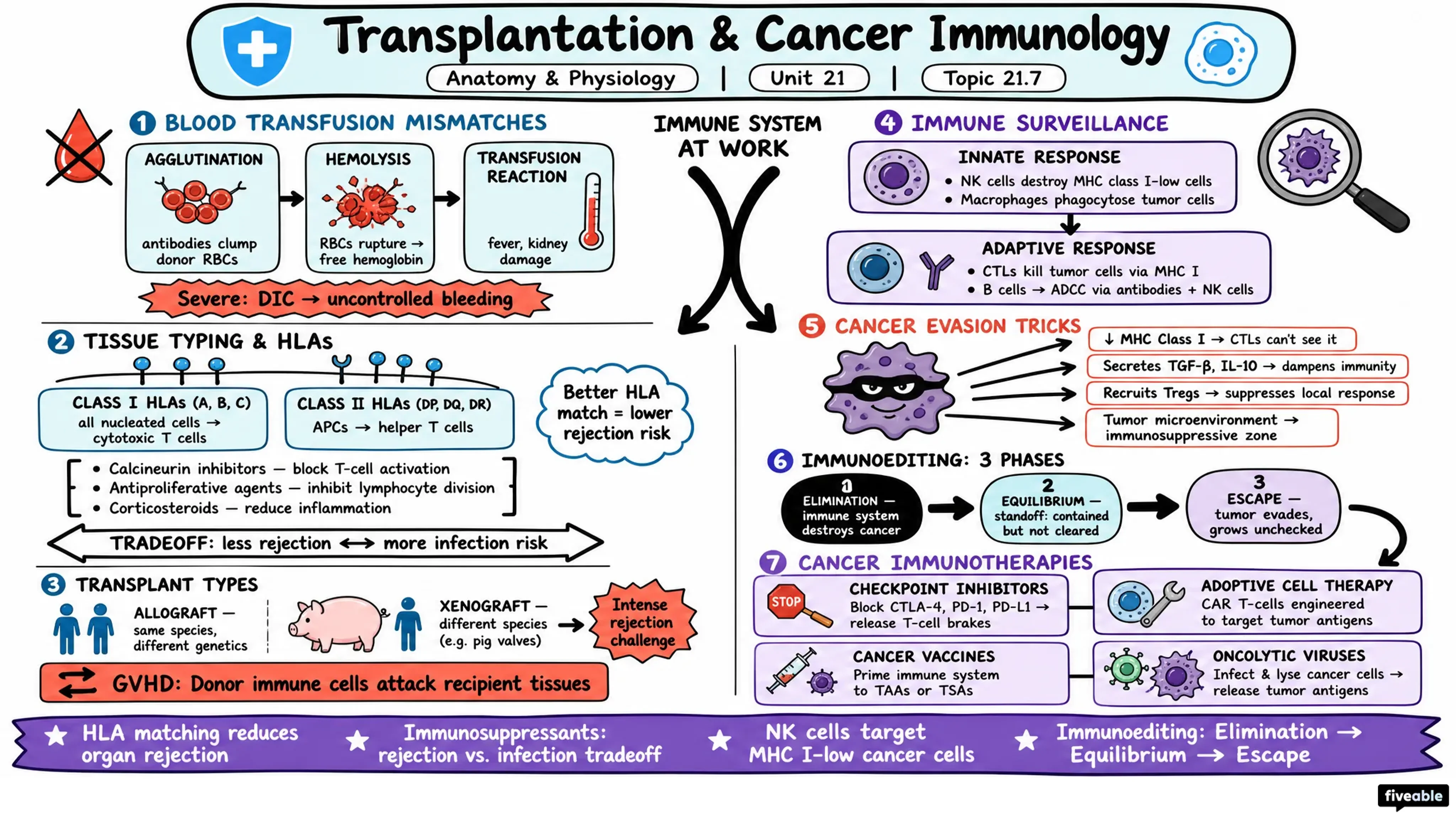 21.7 Transplantation and Cancer Immunology - Anatomy and Physiology I - Unit 21 visual cheatsheet