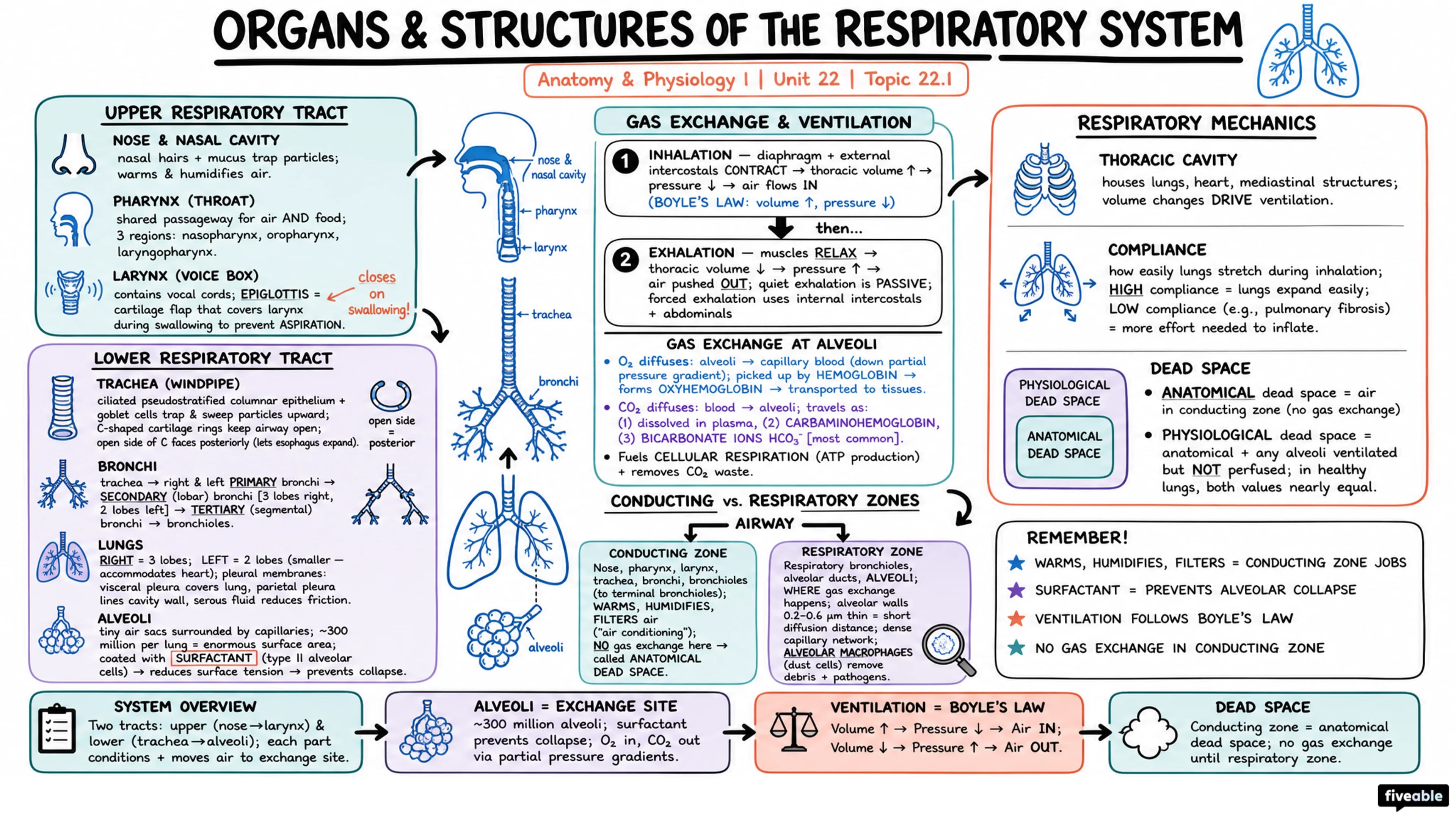 22.1 Organs and Structures of the Respiratory System - Anatomy and Physiology I - Unit 22 visual cheatsheet