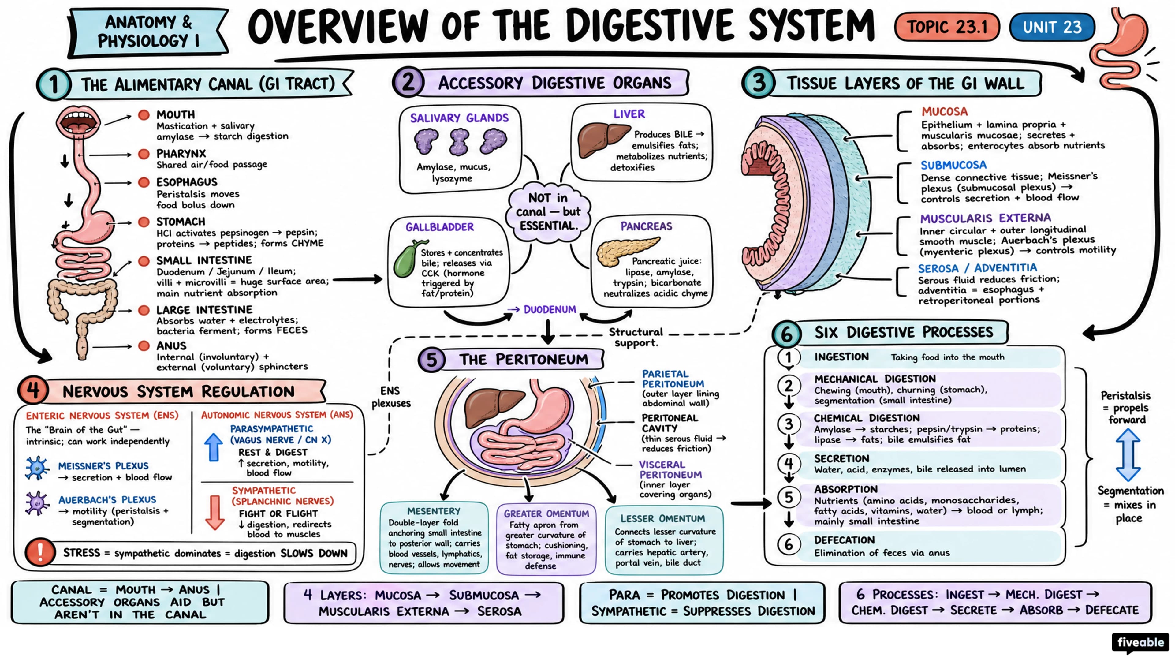 23.1 Overview of the Digestive System - Anatomy and Physiology I - Unit 23 visual cheatsheet