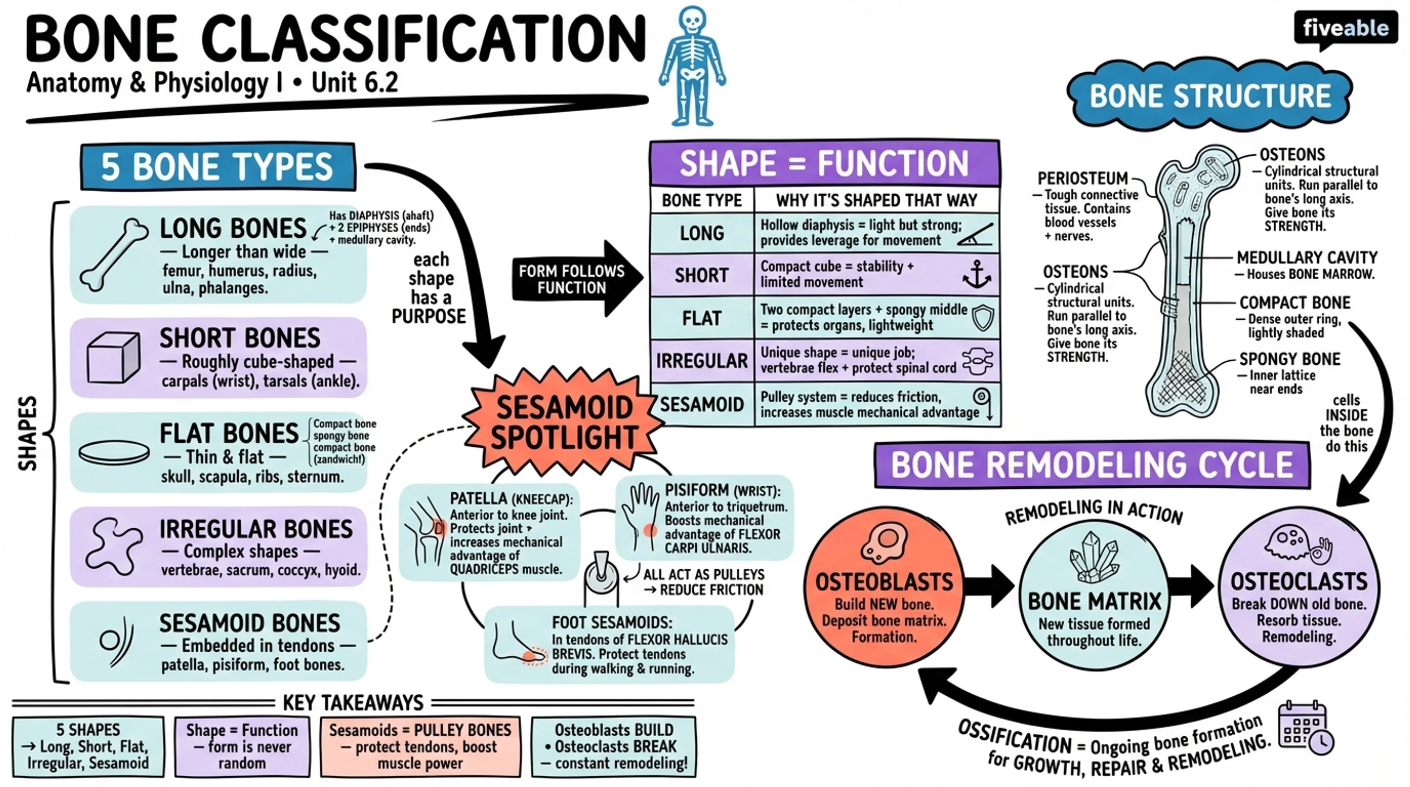 6.2 Bone Classification - Anatomy and Physiology I - Unit 6 visual cheatsheet
