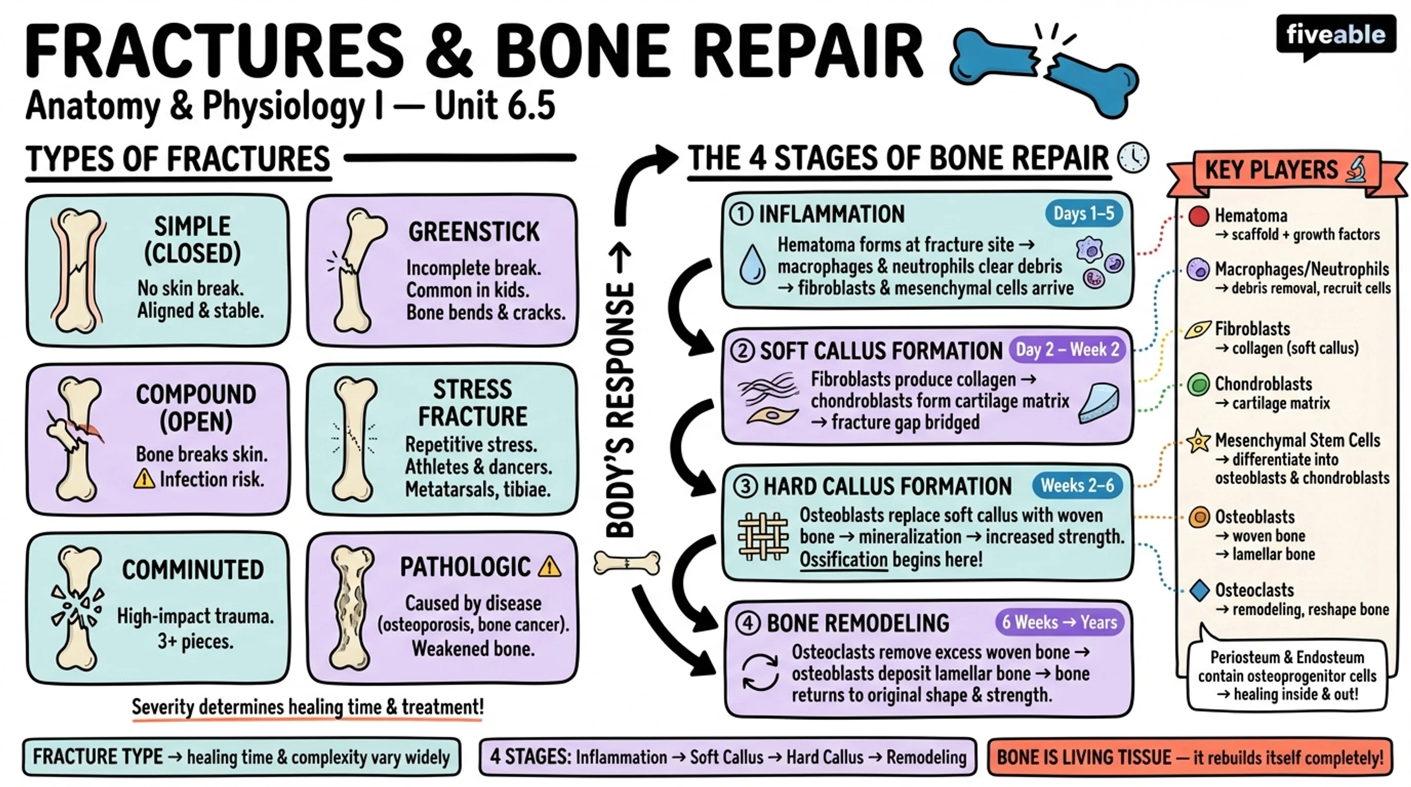 6.5 Fractures: Bone Repair - Anatomy and Physiology I - Unit 6 visual cheatsheet